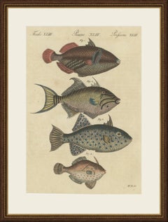 Triggerfish and Filefish from Tropical Reefs, Antique Bertuch Print, circa 1815