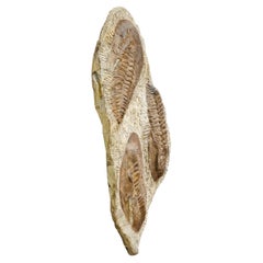 Trilobite Fossil Sculpture