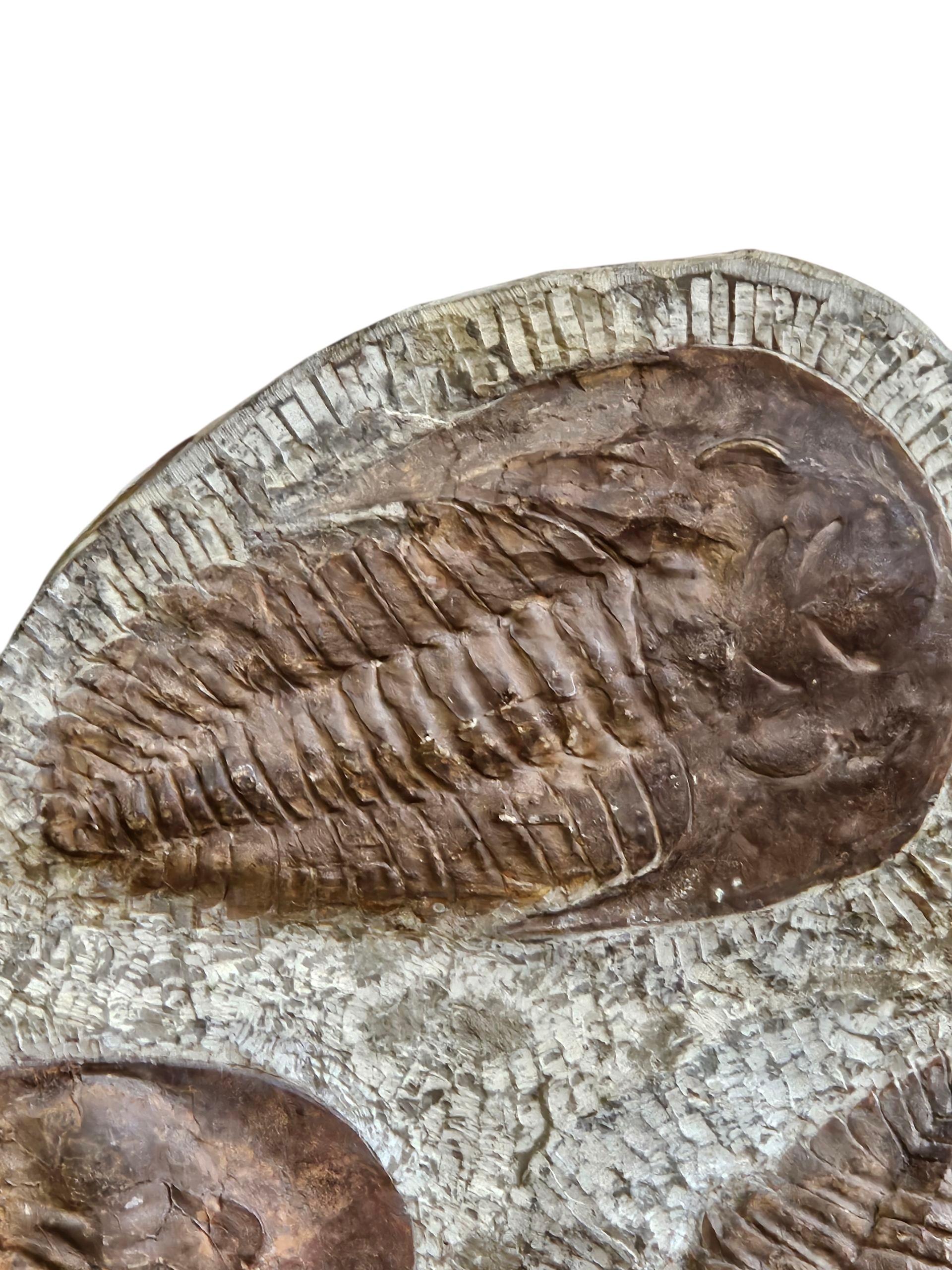 Preistorico Scultura fossile di trilobite in vendita