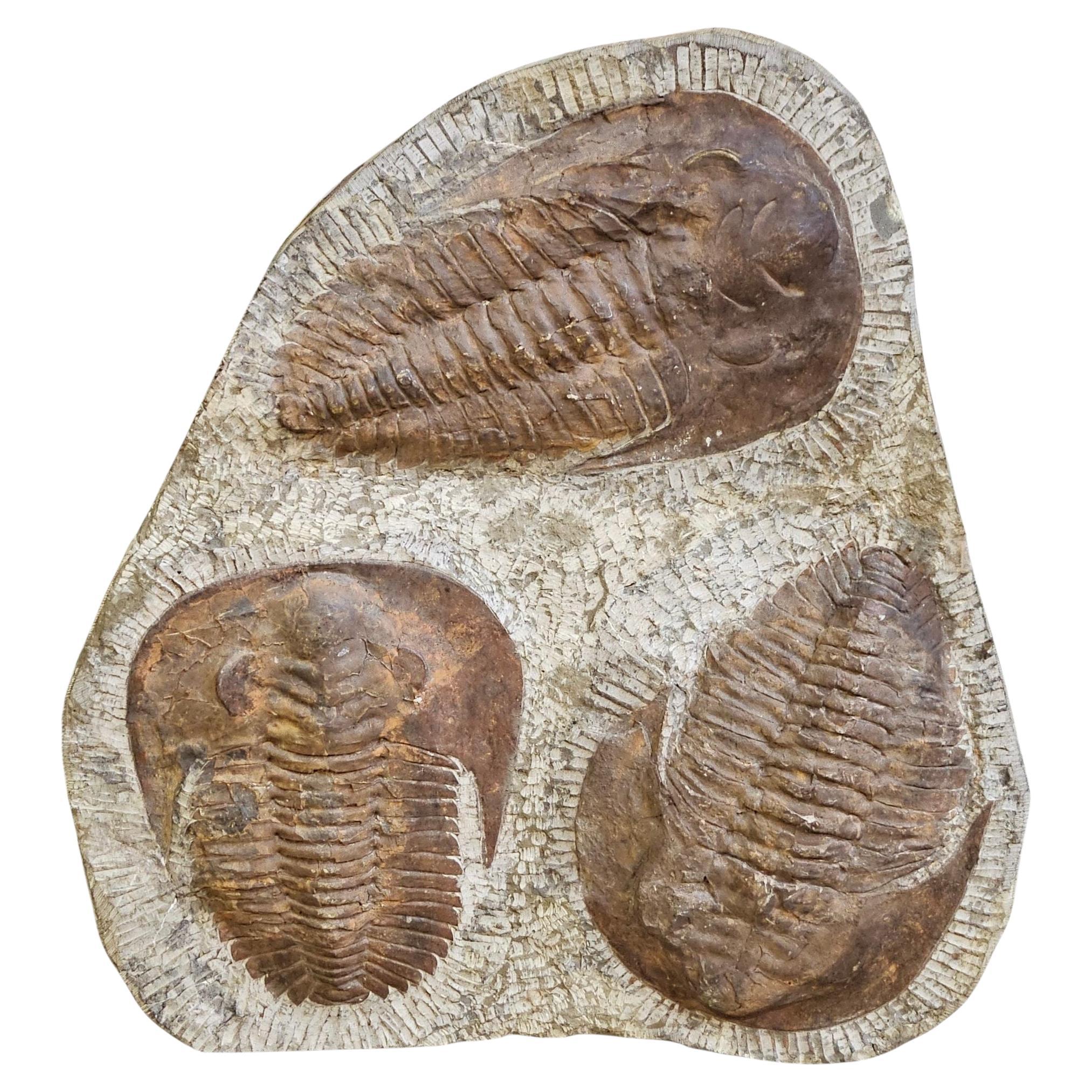 Trilobite Fossil Sculpture