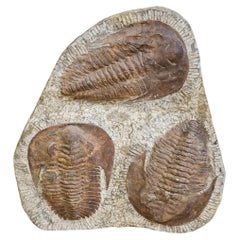 Trilobite Fossil Sculpture
