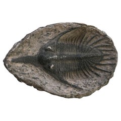 Trilobite Fossile Marocco