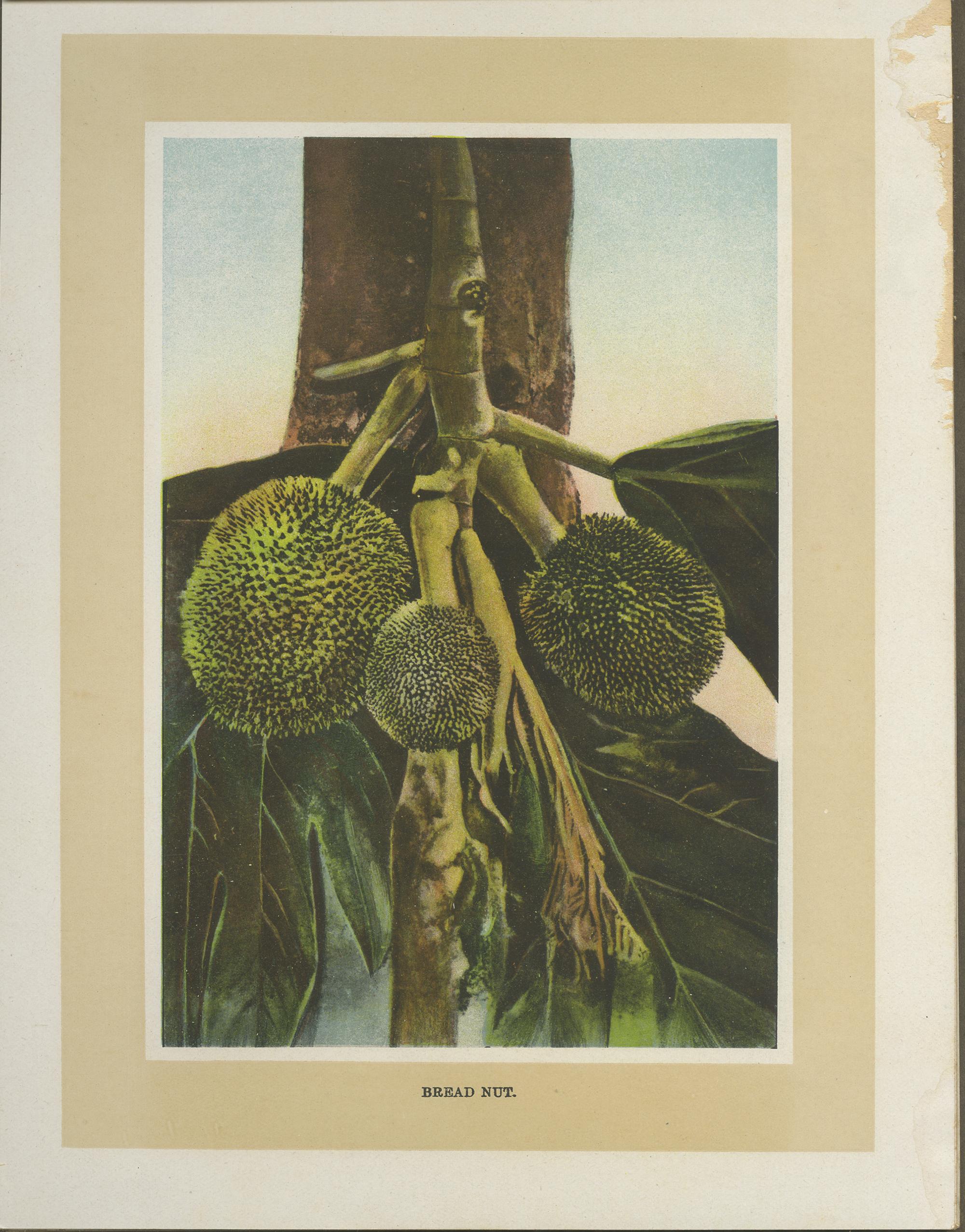 Paper Trinidad, 24 Color Photographs of Port of Spain-Tobago & Island Scenery, c 1930