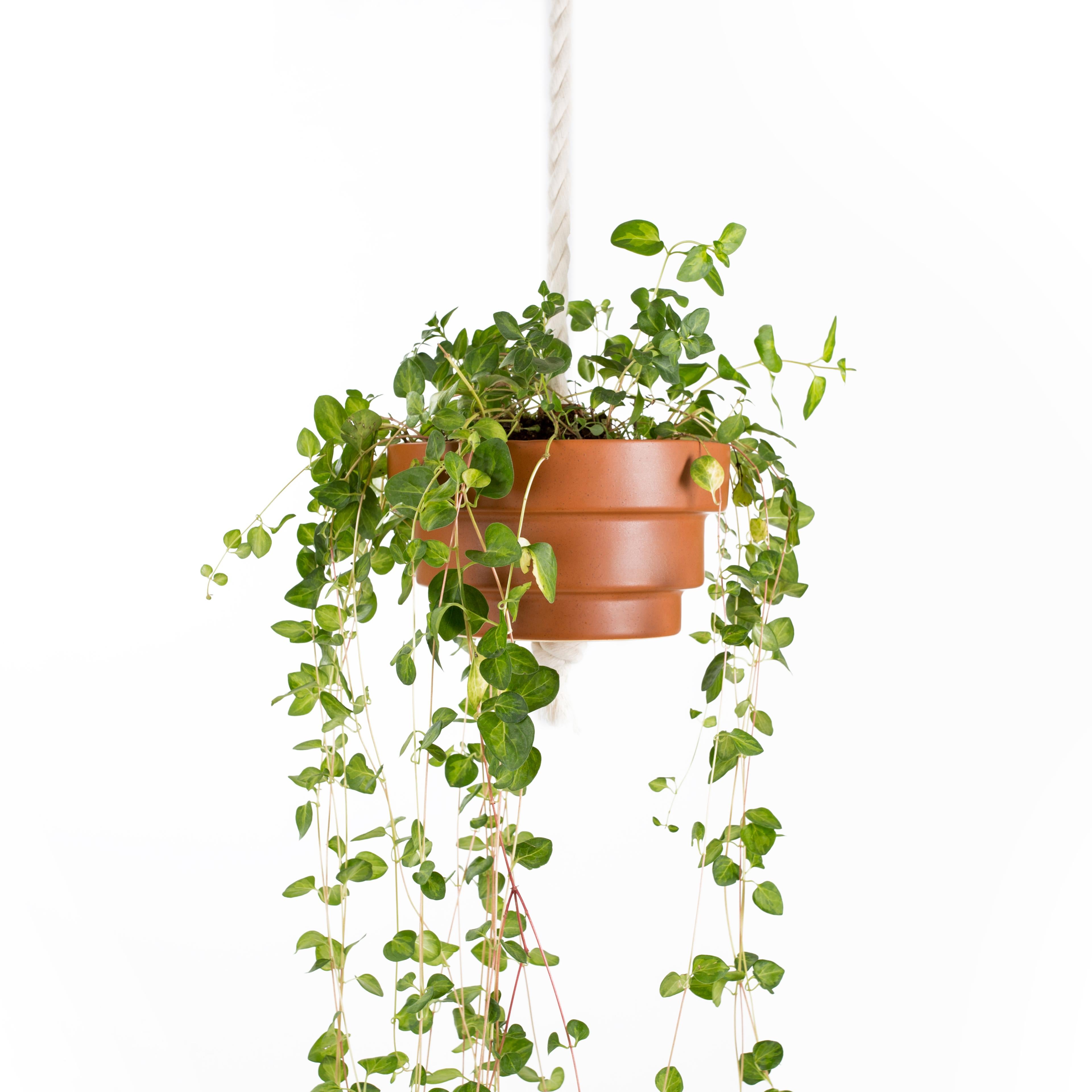 This pendant planter can give so much life to your space! The cotton chord is normally 5 feet long but we can make it longer or shorter upon request and it comes with the planter of your choice. We have three different shapes (pyramid, diamond or