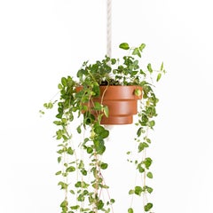 Trinum Ceramic Pendant Planters, Contemporary Mexican Design
