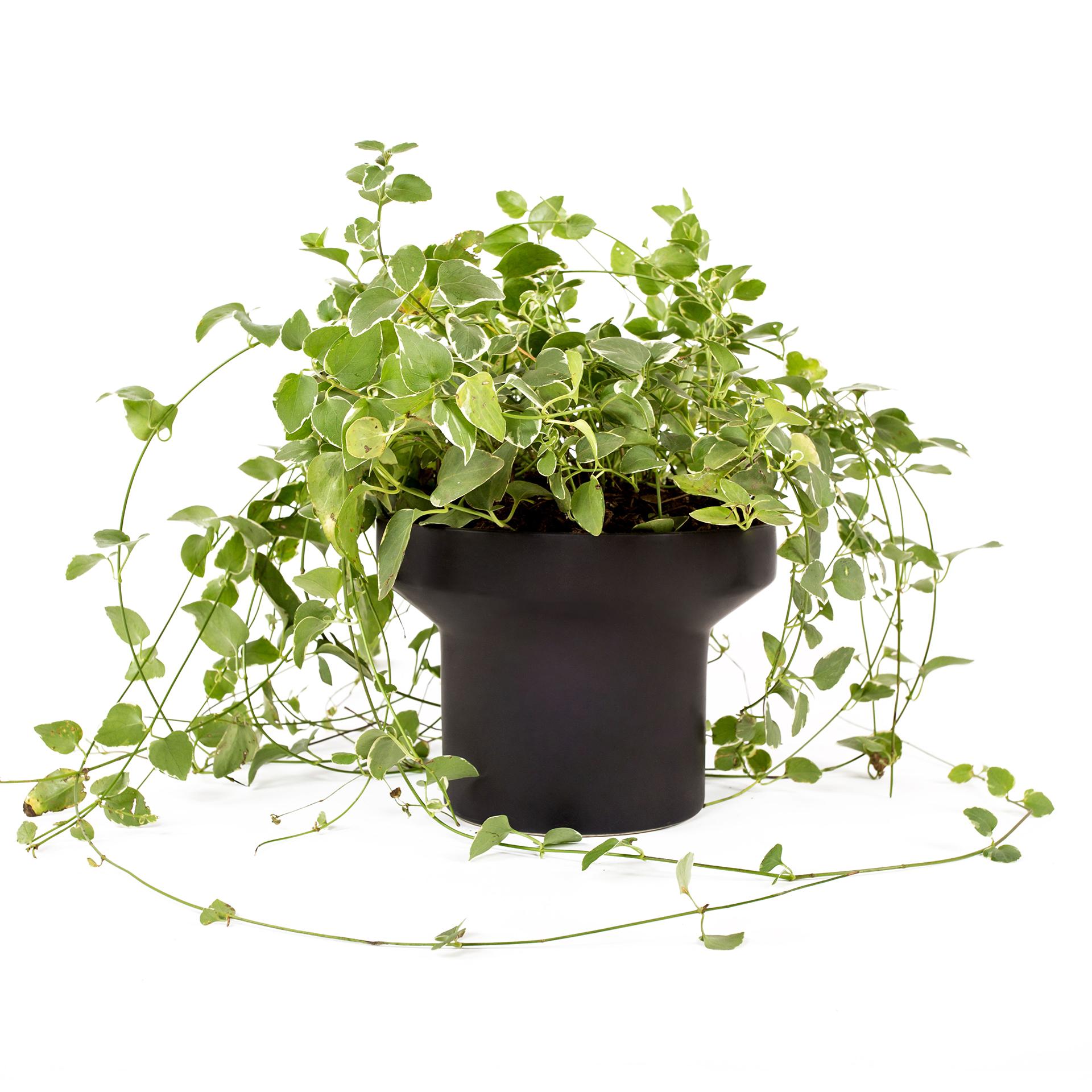 This tube planter come in 2 different colors (black and terracotta) and can be used in 3 different ways, as a stand, on top of a counter or table, and suspended by a cotton chord. The use depends on how the user interacts with the space they will