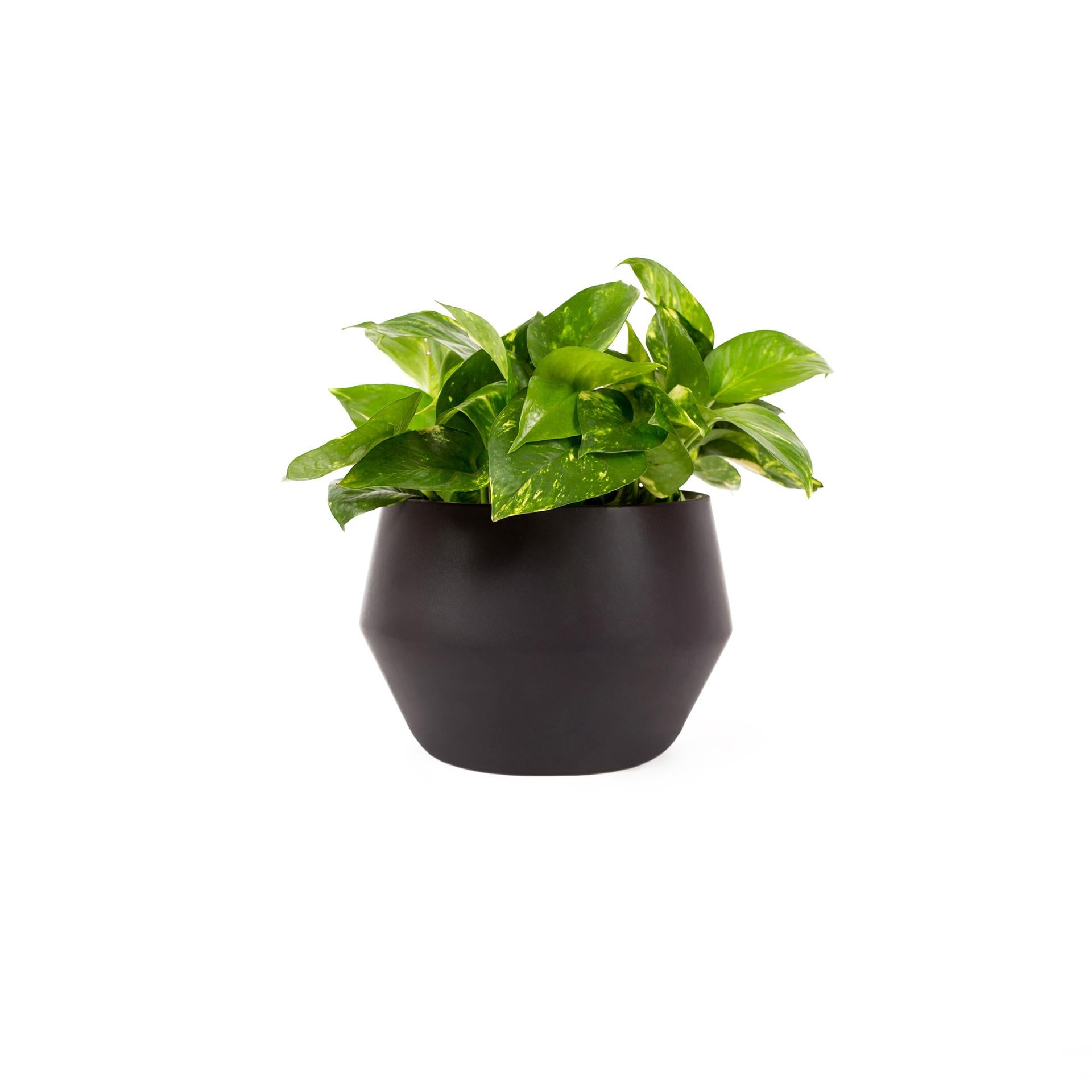 This diamond shaped planter come in 2 different colors (black and terracotta) and can be used in 3 different ways, as a stand, on top of a counter or table, and suspended by a cotton chord. The use depends on how the user interacts with the space
