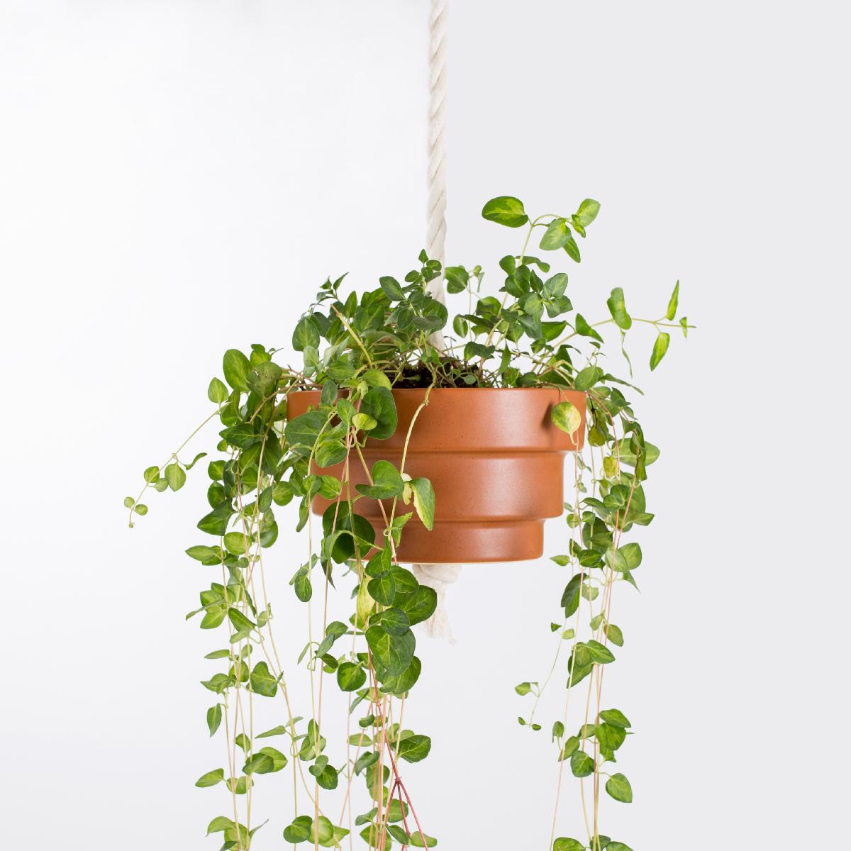 Pot made of ceramic in high temperature, black or terracotta color with hanging kit.