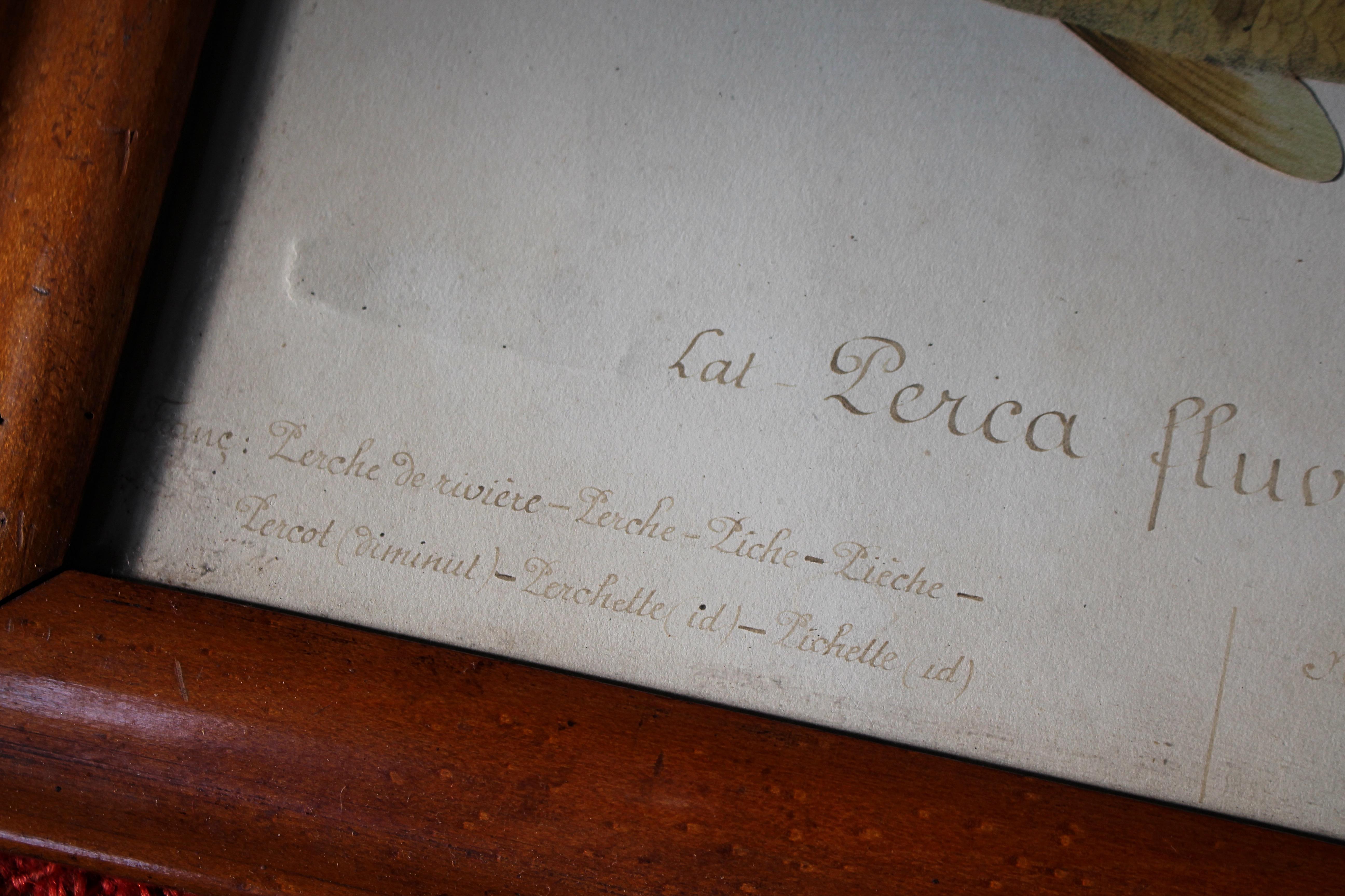 Trio di pesci francesi del XIX secolo scritti e annotati a mano e custoditi in cornici d'acero in vendita 4