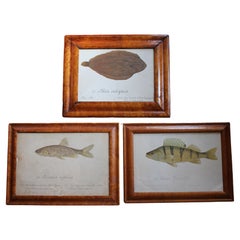 Trio de poissons du 19ème siècle peints et annotés à la main, logés dans des cadres en érable