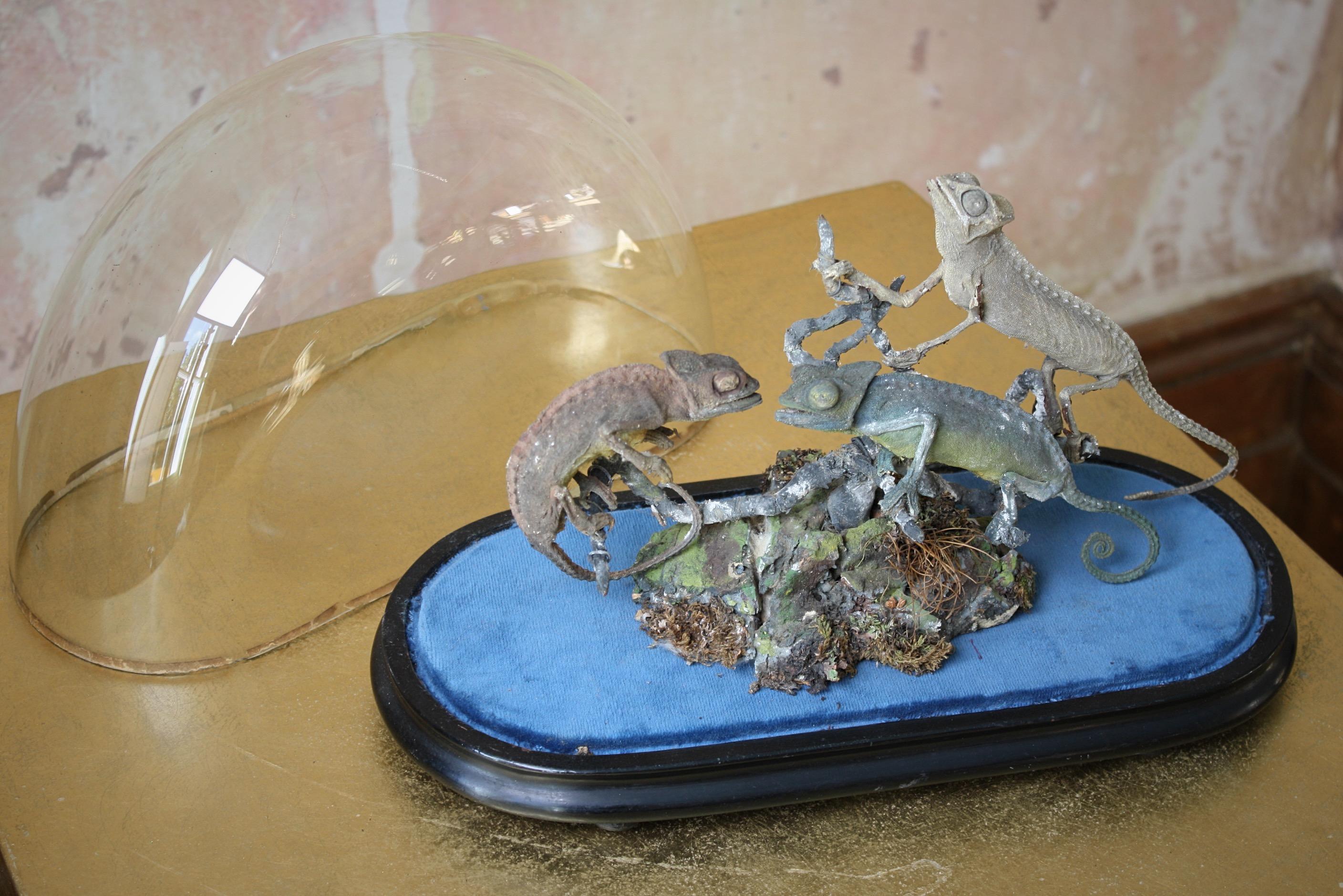 Trio of 19th Century Taxidermy Chameleon Lizards Under Glass Dome 5
