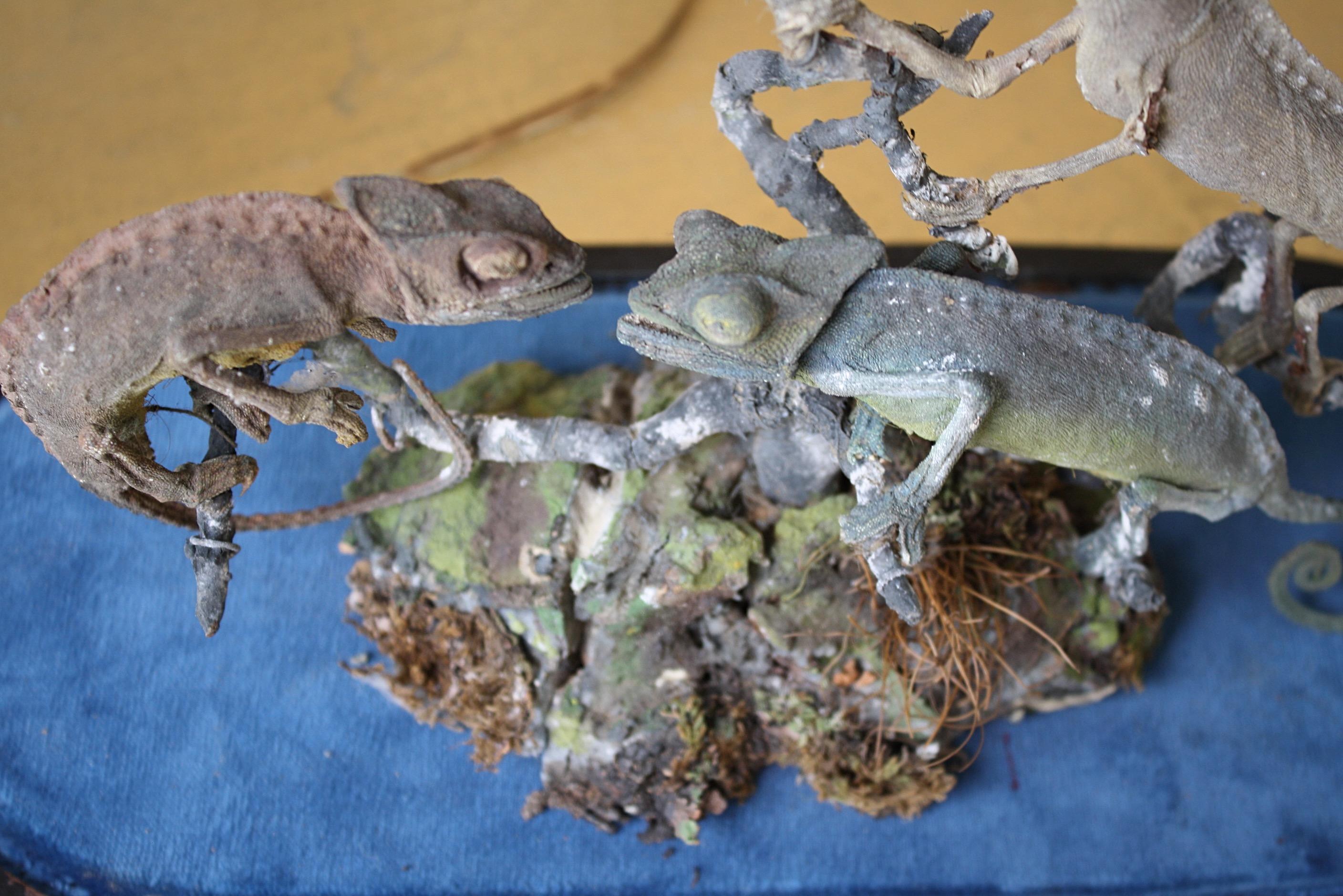 Trio of 19th Century Taxidermy Chameleon Lizards Under Glass Dome 6