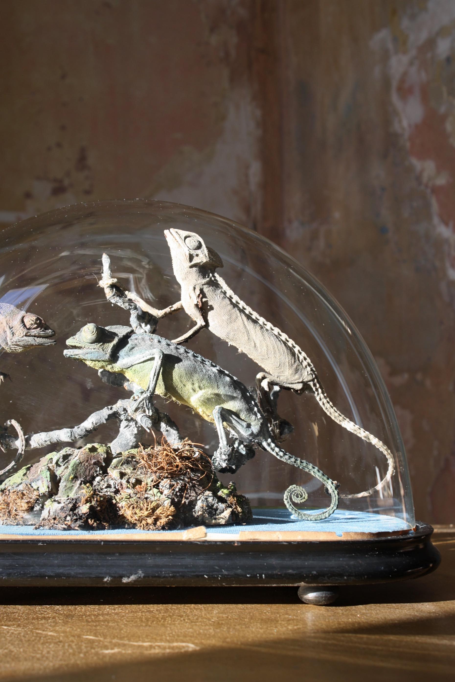 A fine trio of 19th century Chameleon lizards, these specimens have been remounted within a period glazed dome on a typical ebonised base on turned bun feet. 

Faded blue velvet ground with their original cork, faux wood foliage and branches. Age