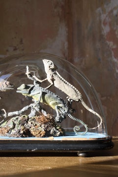 Trio of 19th Century Taxidermy Chameleon Lizards Under Glass Dome