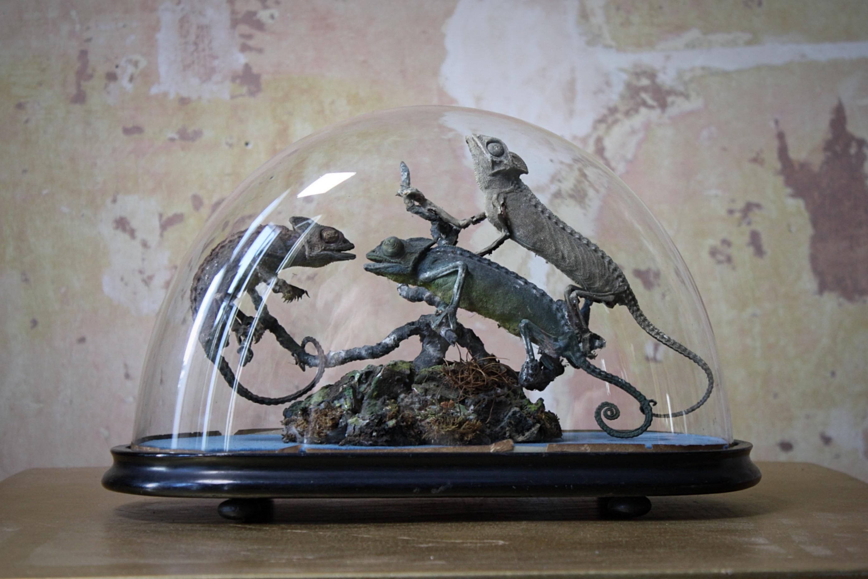 Natural Fiber Trio of 19th Century Taxidermy Chameleon Lizards Under Glass Dome