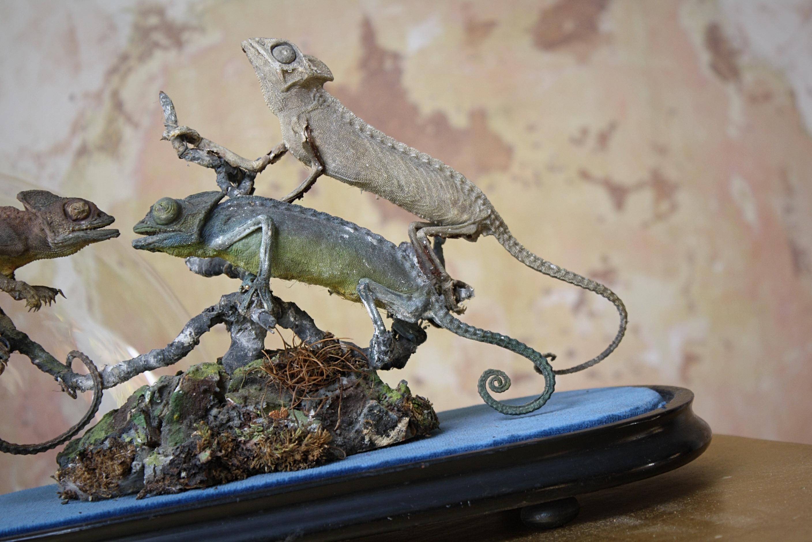 Trio of 19th Century Taxidermy Chameleon Lizards Under Glass Dome 1