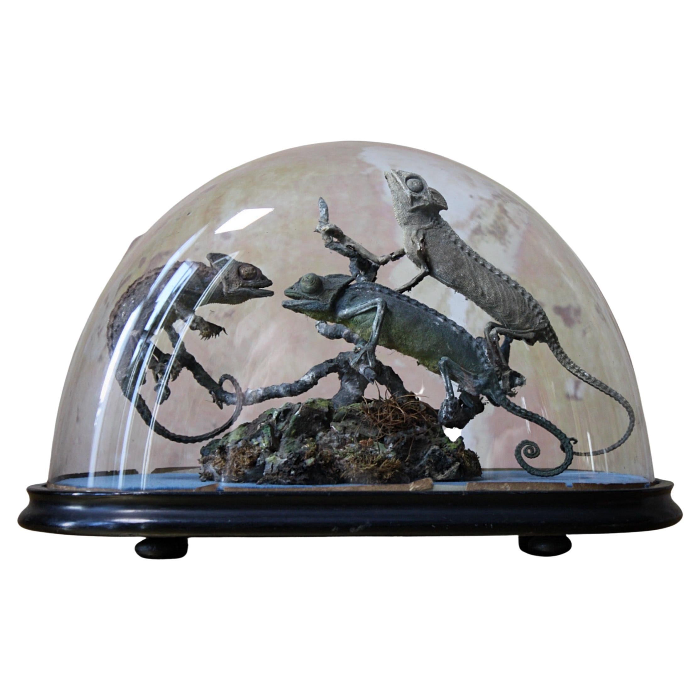 Trio of 19th Century Taxidermy Chameleon Lizards Under Glass Dome