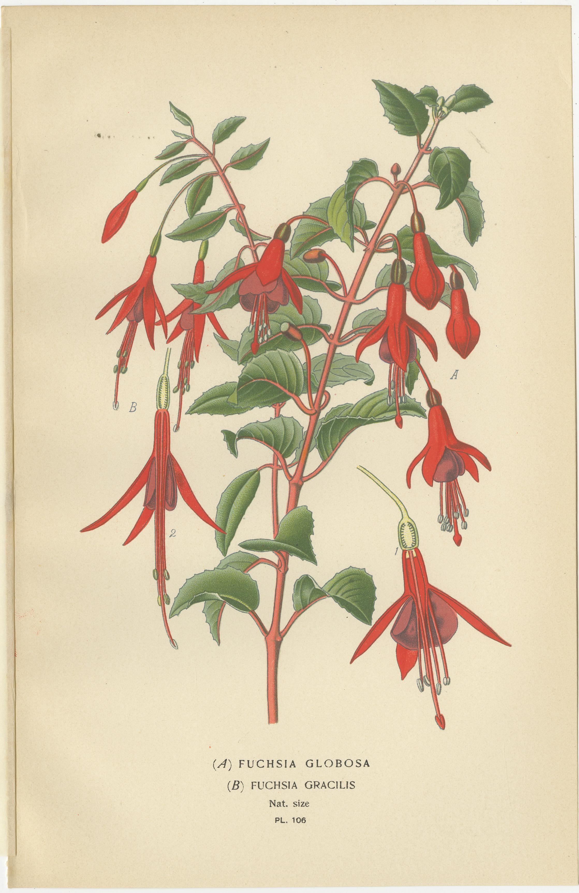 Trio of Antique Botanical Prints: Fuchsia Globosa, Fuchsia Fulgens & Gaura Lindheimeri  

This captivating set of three antique botanical prints highlights the beauty of 