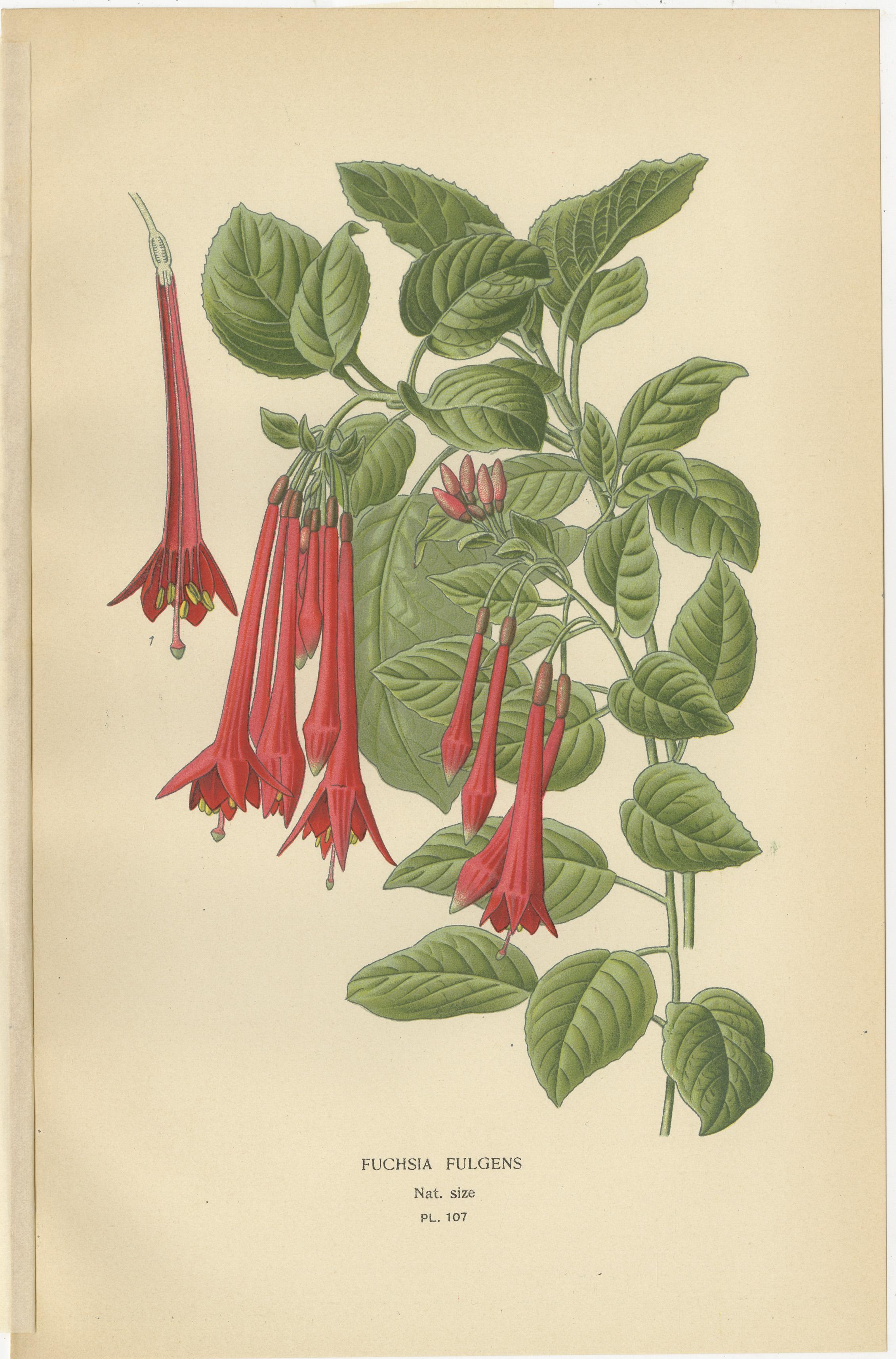 Trio of Botanical Prints: Fuchsia Globosa, Fuchsia Fulgens & Gaura Lindheimeri In Good Condition For Sale In Langweer, NL