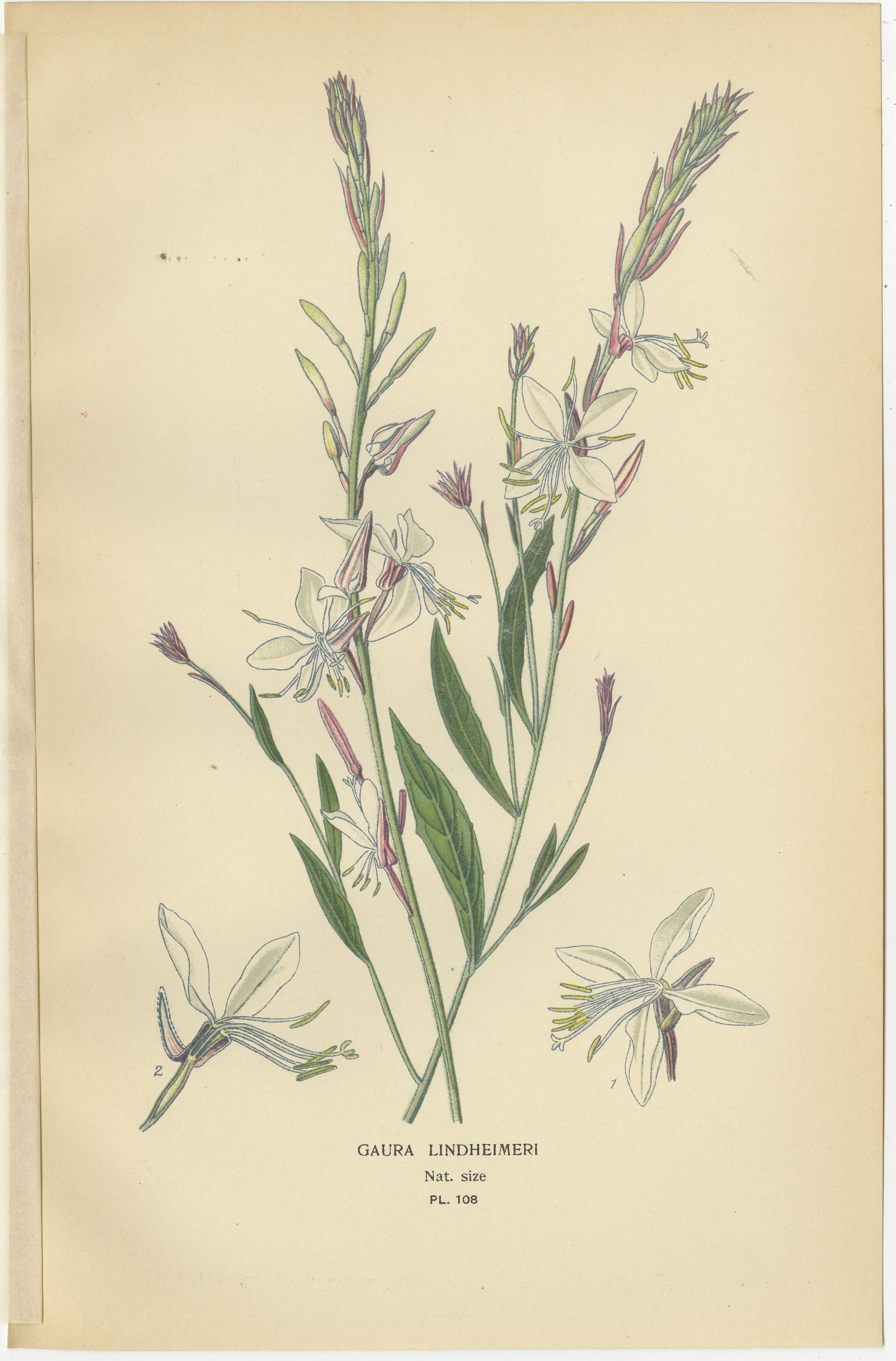 Late 19th Century Trio of Botanical Prints: Fuchsia Globosa, Fuchsia Fulgens & Gaura Lindheimeri For Sale