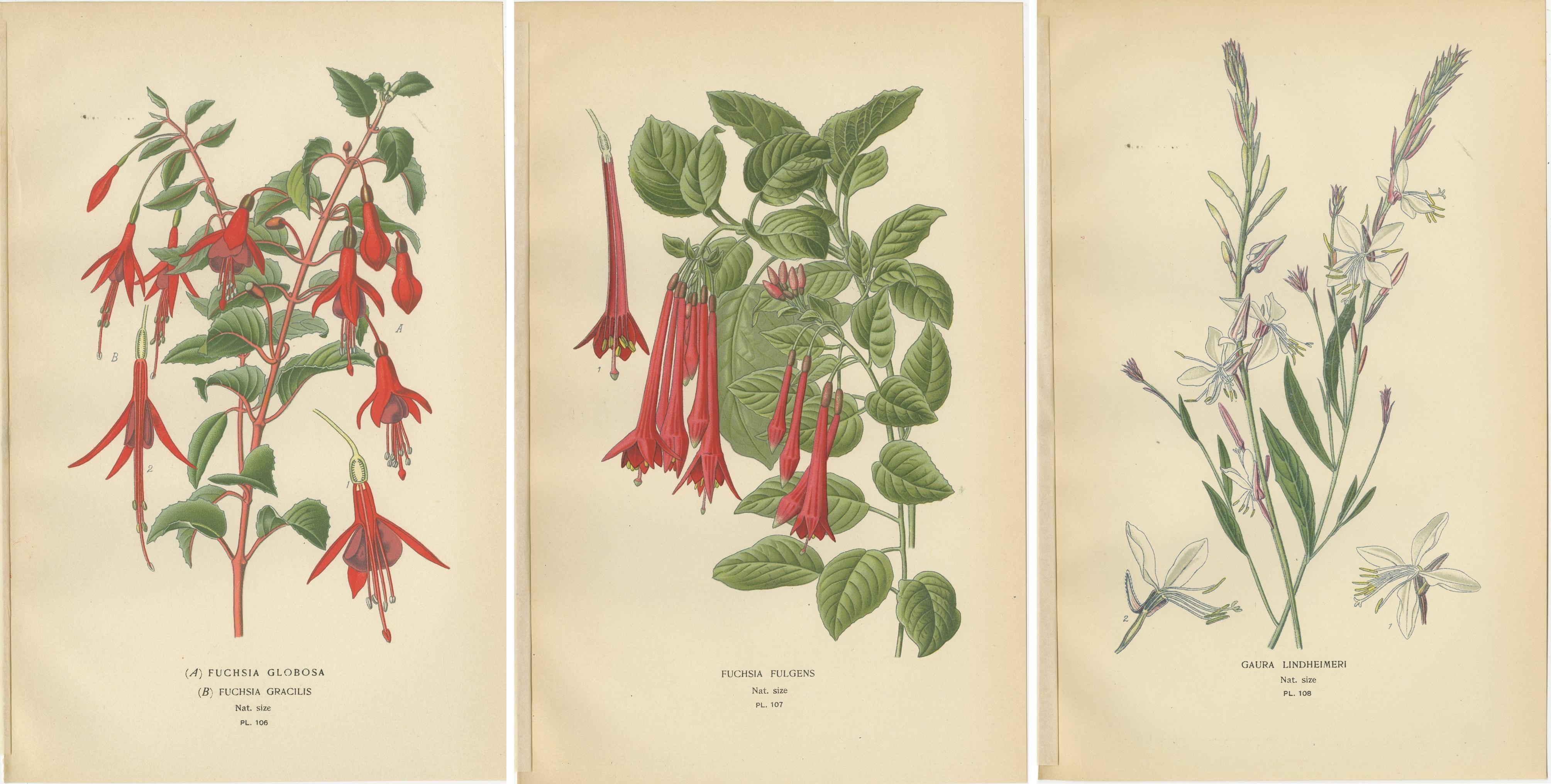 Paper Trio of Botanical Prints: Fuchsia Globosa, Fuchsia Fulgens & Gaura Lindheimeri For Sale