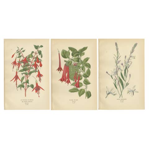 Botanical Prints: Fuchsia Globosa, Fuchsia Fulgens & Gaura Lindheimeri, 1897