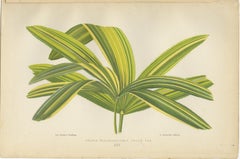 Trio of Elegance: Vintage Botanical Prints, Published in 1880