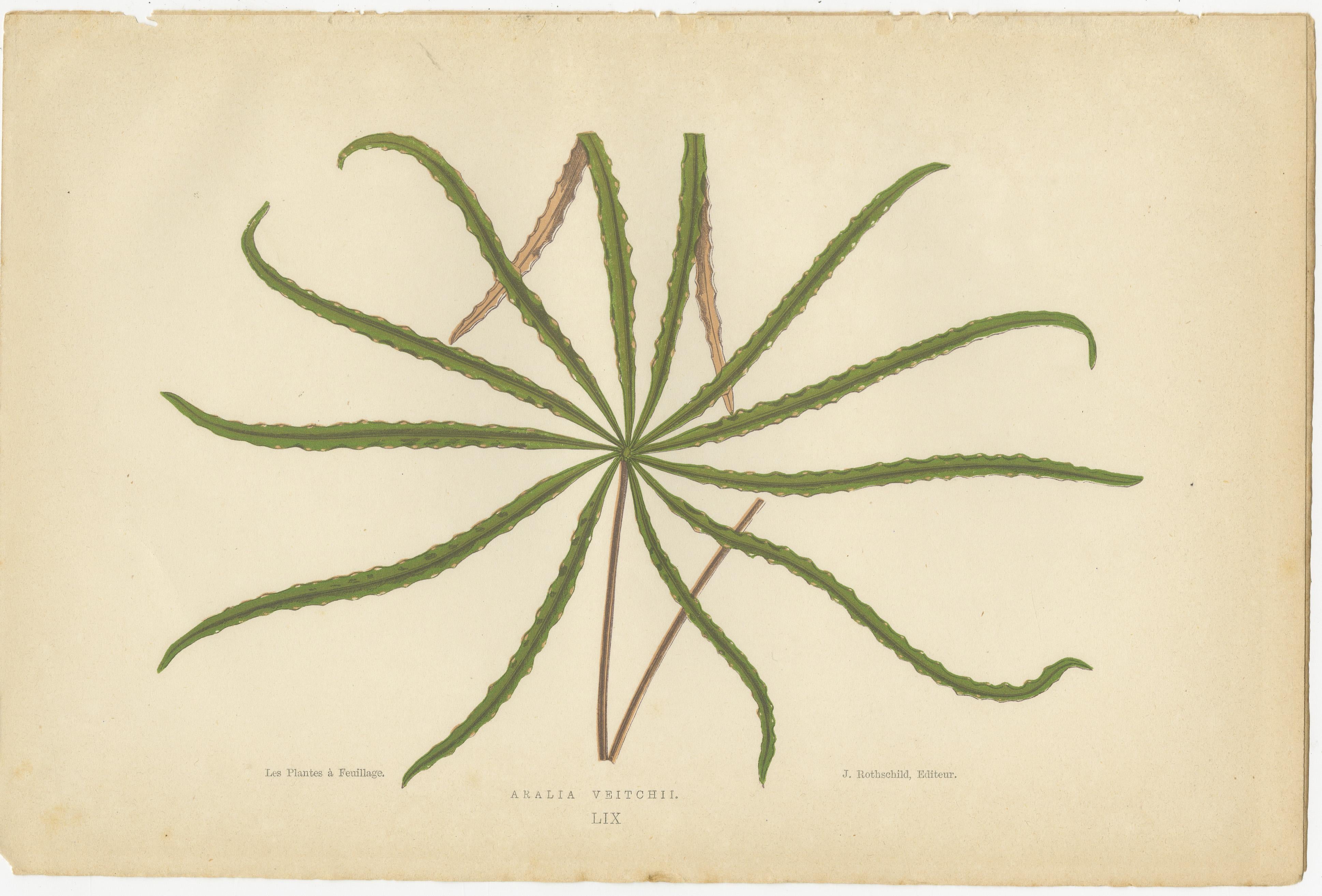 Late 19th Century Trio of Elegance: Vintage Botanical Prints, Published in 1880 For Sale