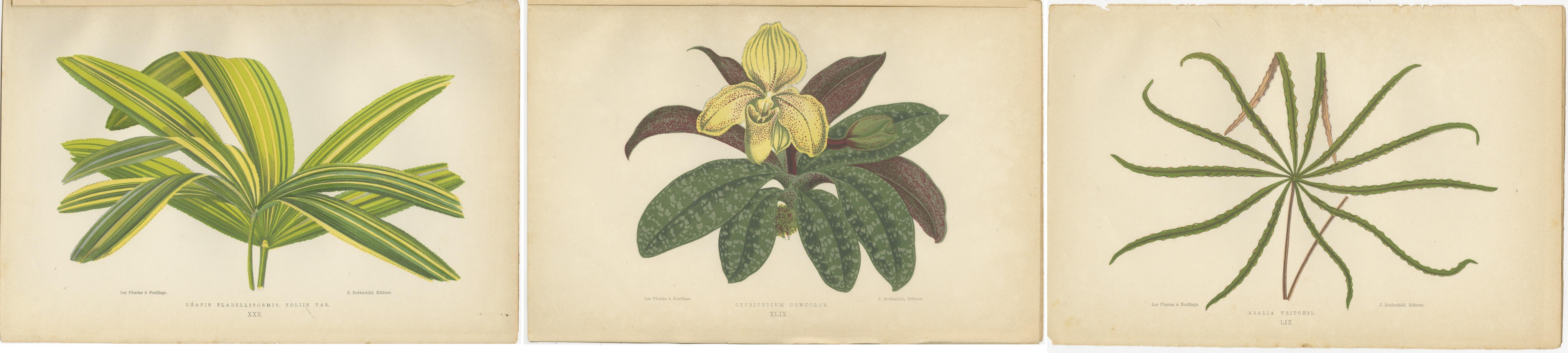 Paper Trio of Elegance: Vintage Botanical Prints, Published in 1880 For Sale