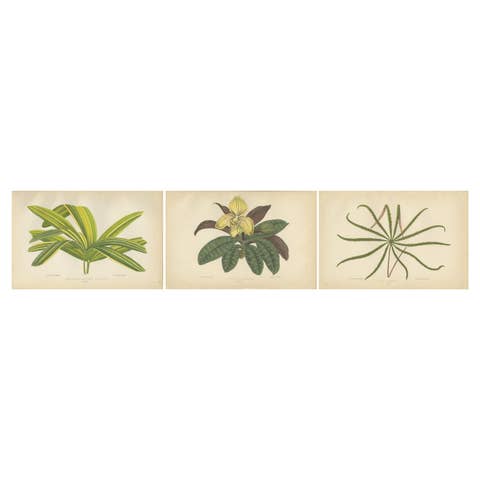 Trio of Elegance: Vintage Botanical Prints, Published in 1880