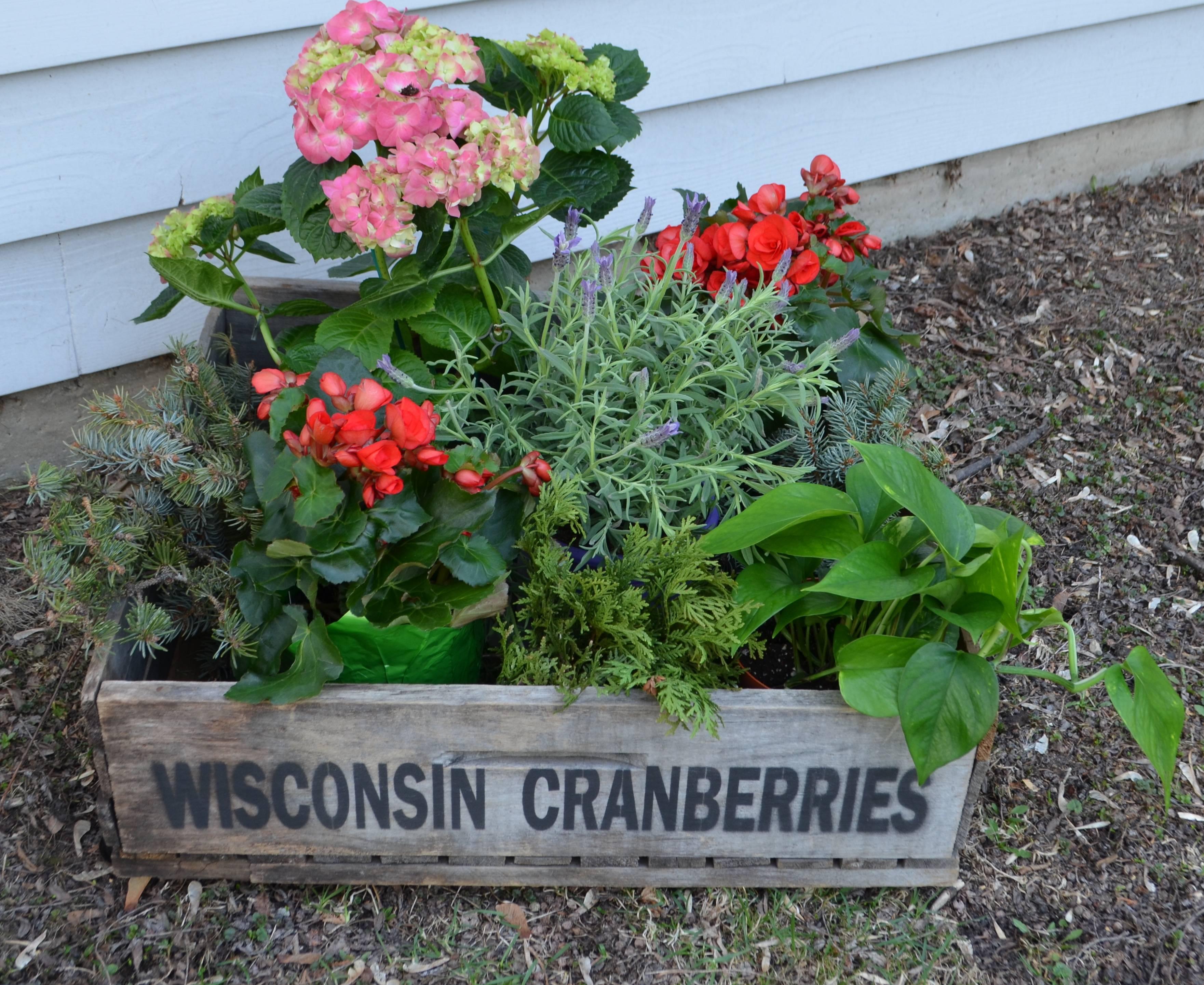 Trio of Wood Wisconsin Cranberry Storage Planter Wheeled Crates For Sale 3