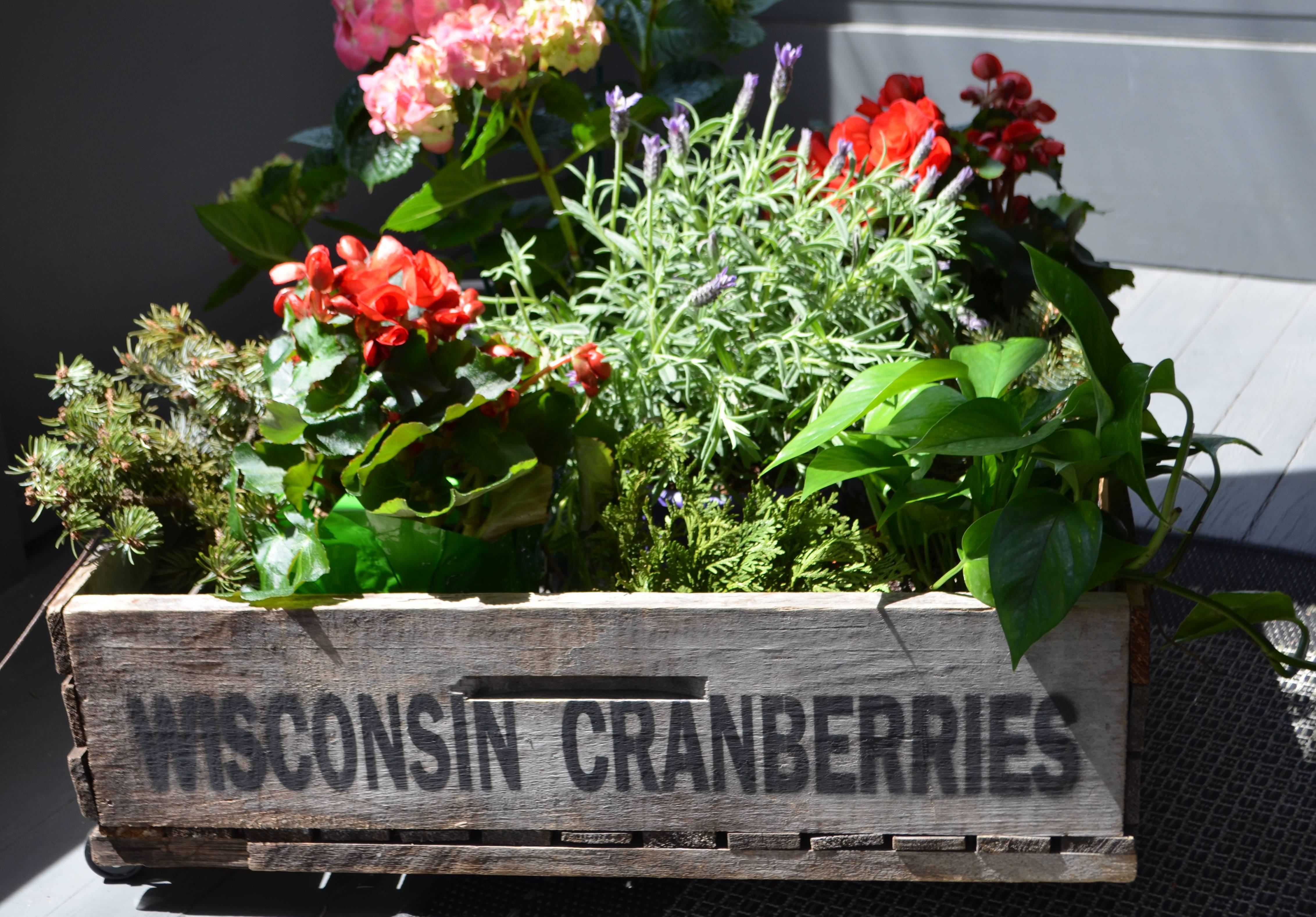 Trio of Wood Wisconsin Cranberry Storage Planter Wheeled Crates For Sale 5