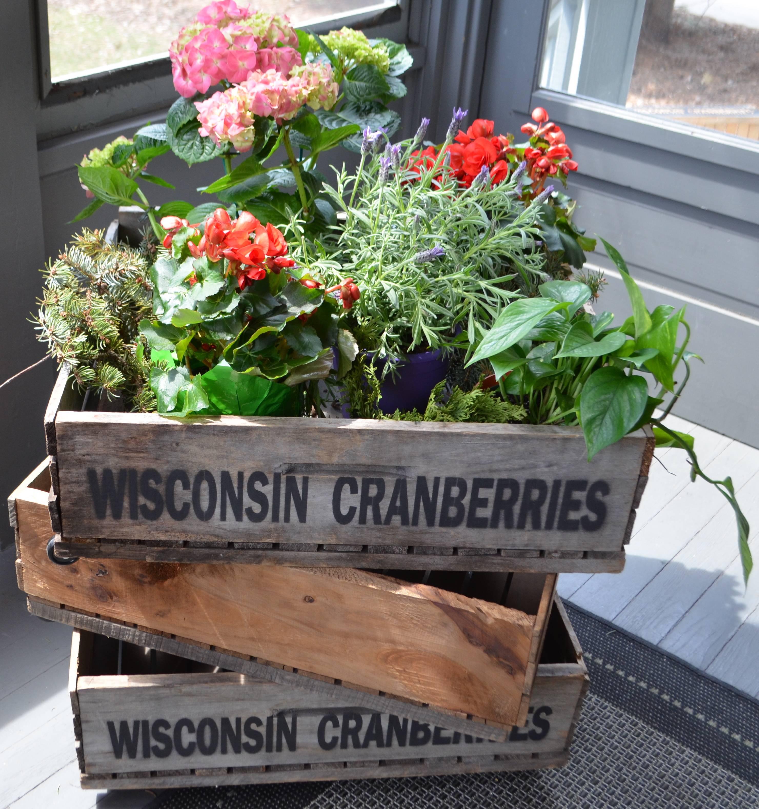 Trio of Wood Wisconsin Cranberry Storage Planter Wheeled Crates For Sale 7