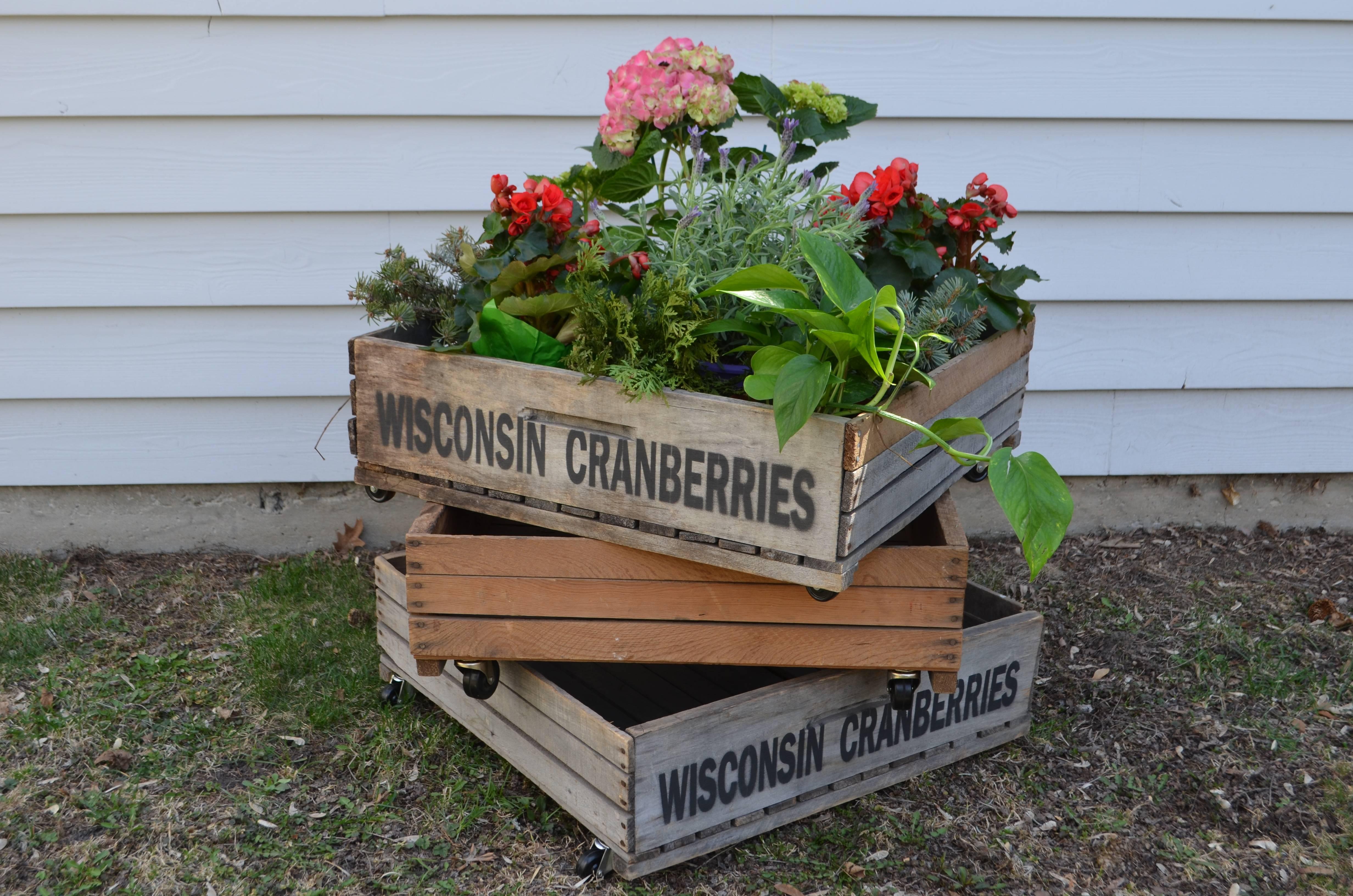 Set of three large antique wood cranberry crates as planters, storage and crafts. These hail from Central Wisconsin, circa 1950s. The State is the leading producer of cranberries, producing 62% of the crop and the bogs are a frequent site here.