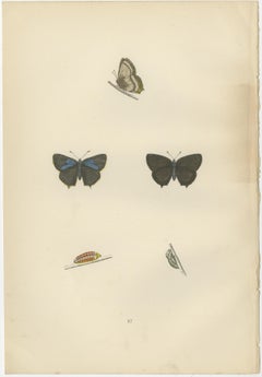 Triptych of Lepidoptera Elegance: Hand-Coloured Butterflies Published in 1890