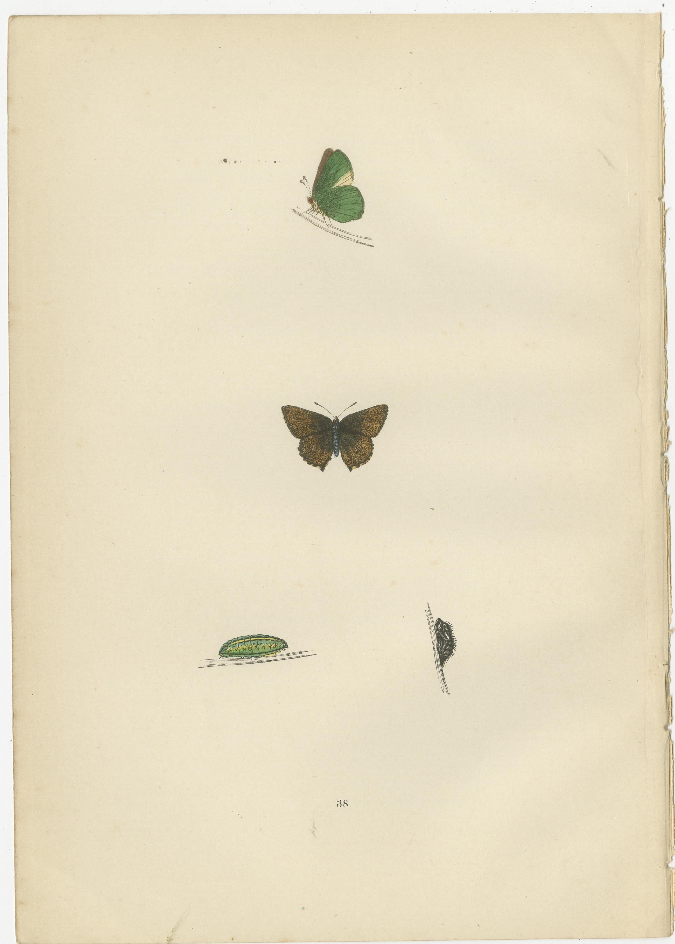 Triptych of Lepidoptera Elegance: Hand-Coloured Butterflies Published in 1890 In Good Condition For Sale In Langweer, NL