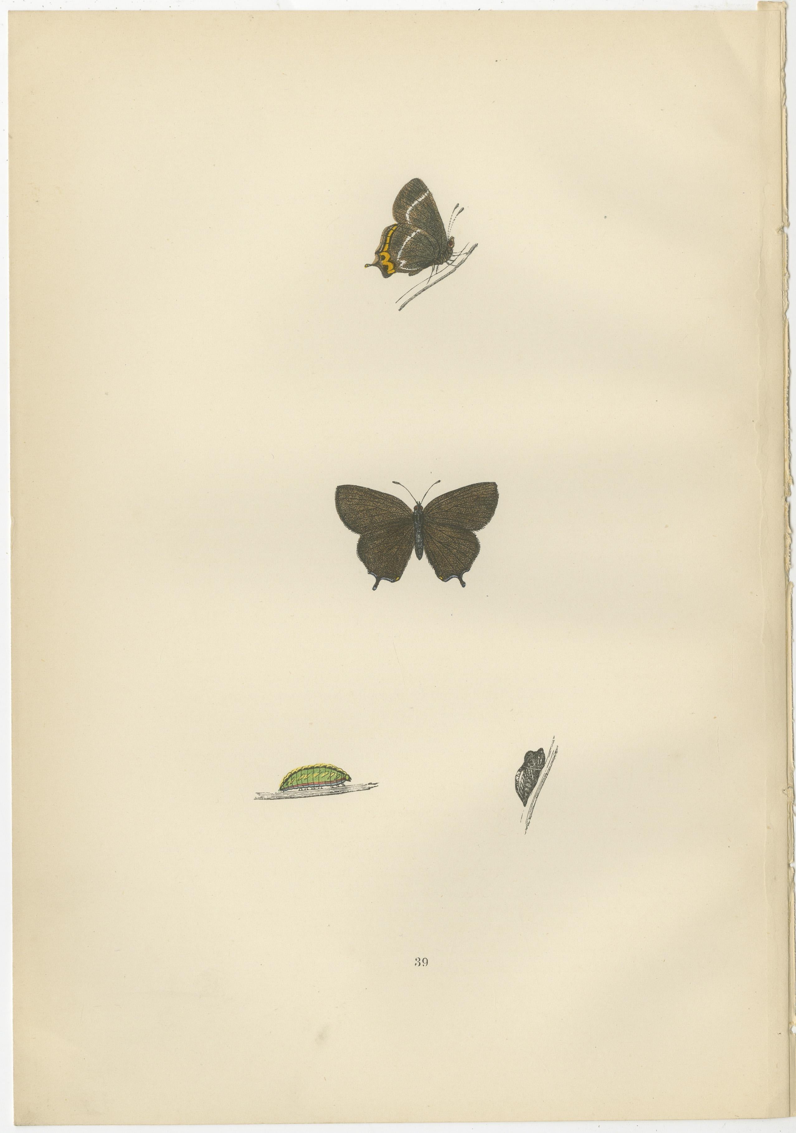 Late 19th Century Triptych of Lepidoptera Elegance: Hand-Coloured Butterflies Published in 1890 For Sale