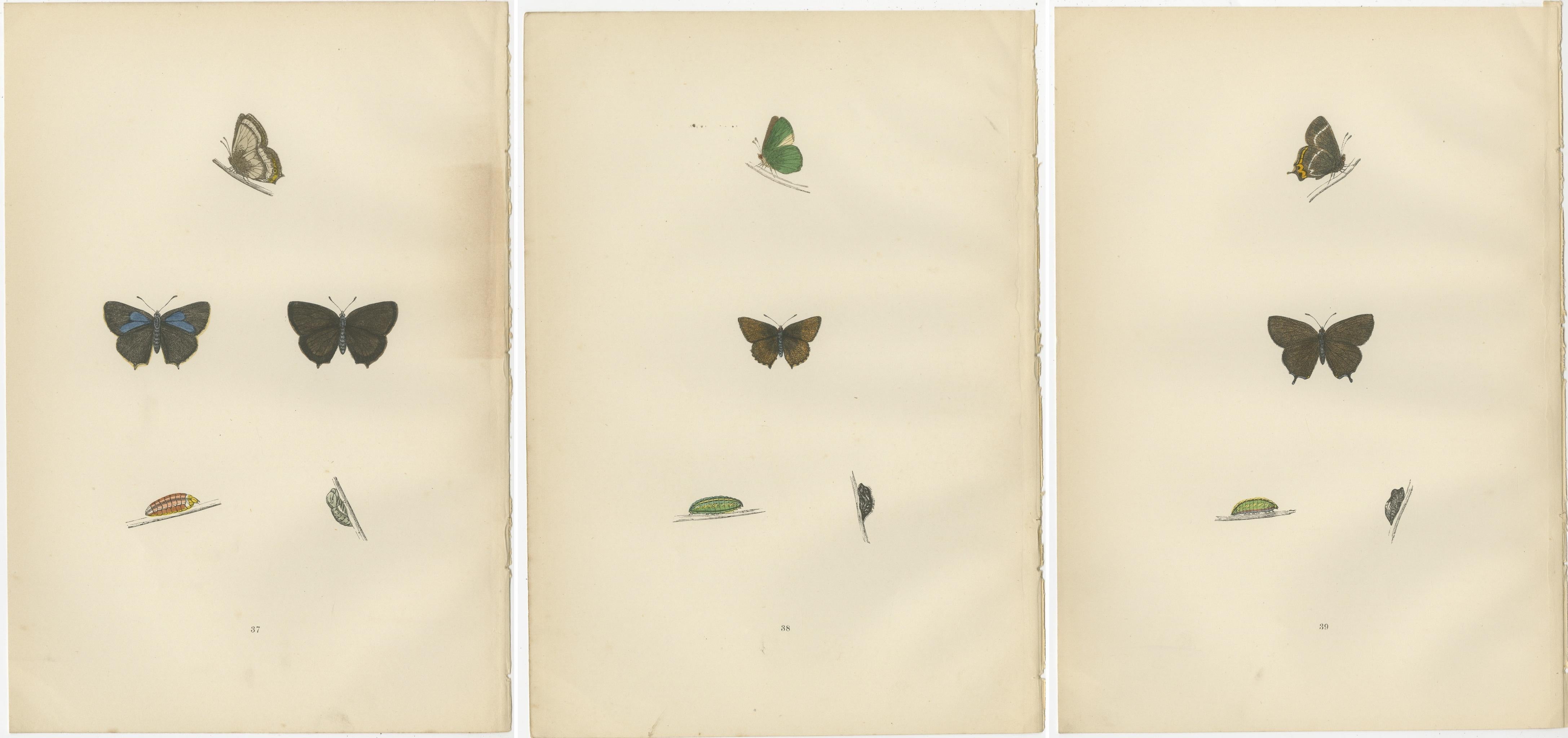 Paper Triptych of Lepidoptera Elegance: Hand-Coloured Butterflies Published in 1890 For Sale