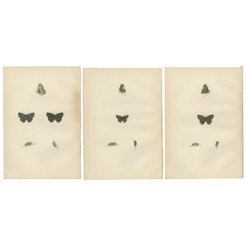 Triptych of Lepidoptera Elegance: Hand-Coloured Butterflies Published in 1890