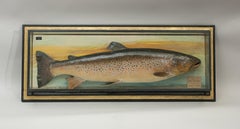 Trophy Fish Model of a Brown Trout by Malloch