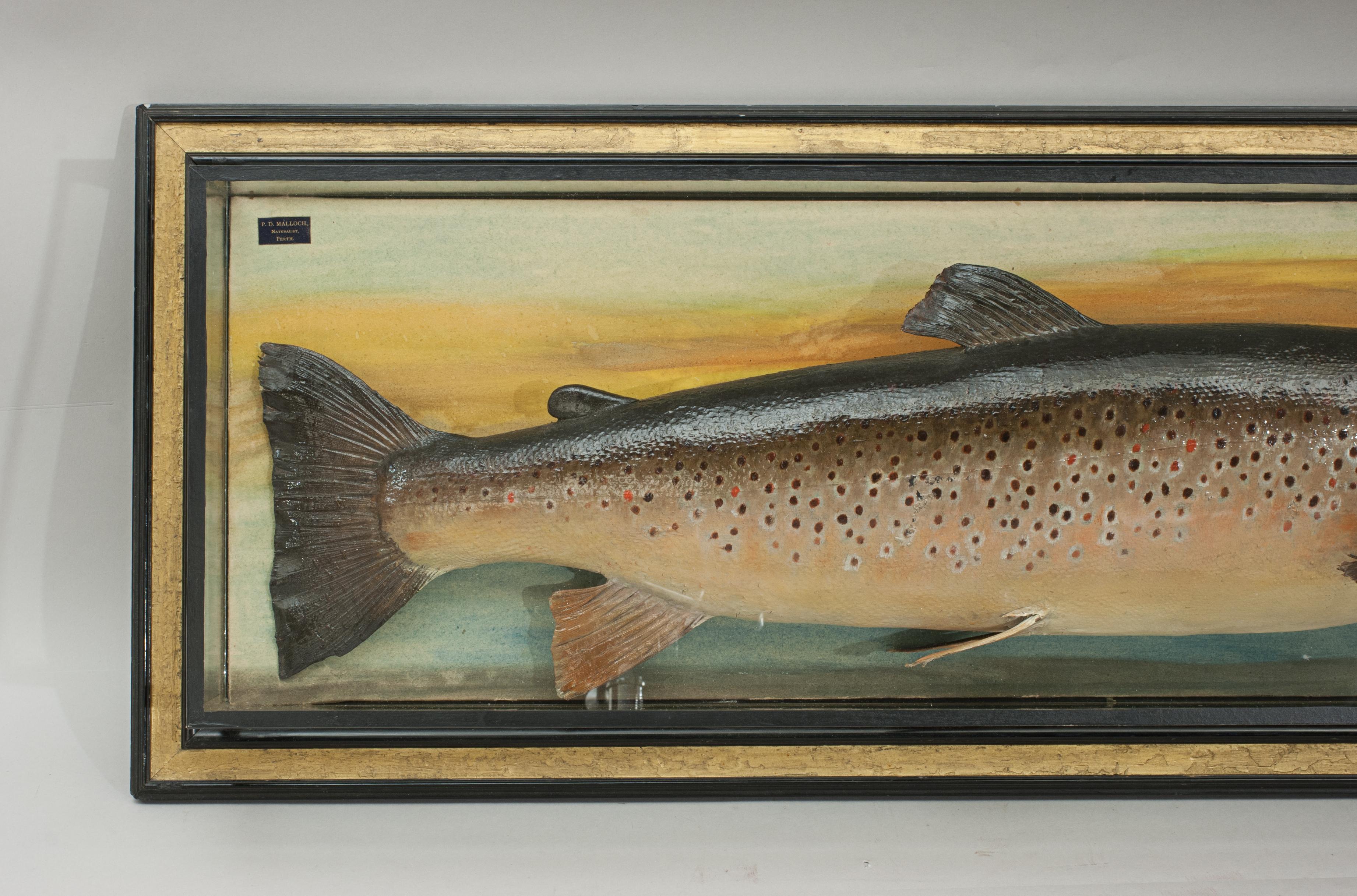 Sporting Art Trophy Fish Model of a Brown Trout by Malloch