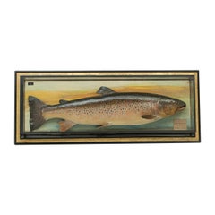 Trophy Fish Model of a Brown Trout by Malloch