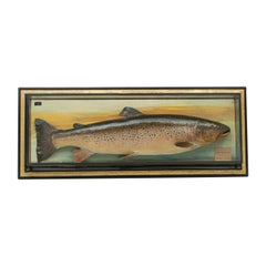 Antique Trophy Fish Model of a Brown Trout by Malloch