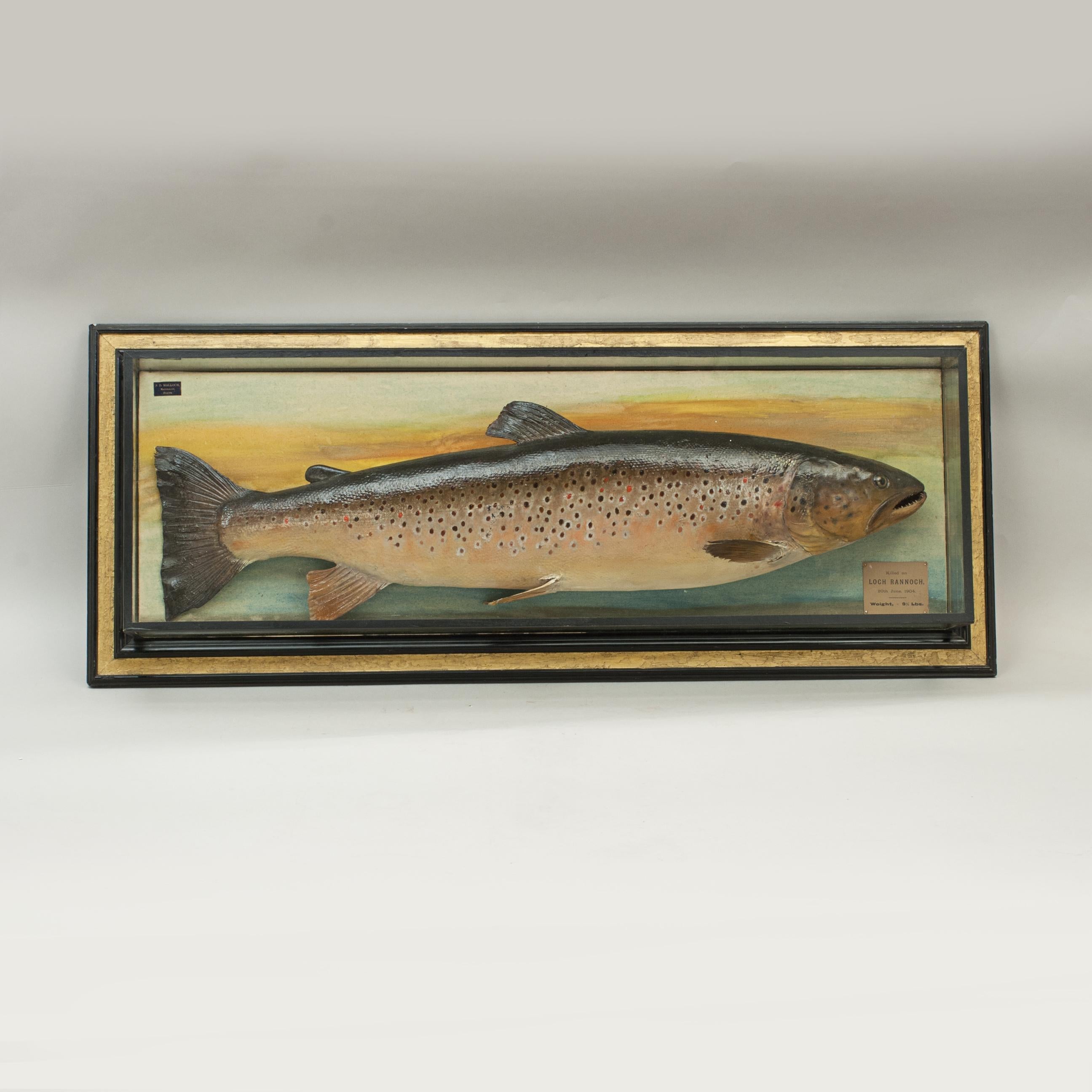 Antique Trophy Fish Model of a Brown Trout by Malloch of Perth 2