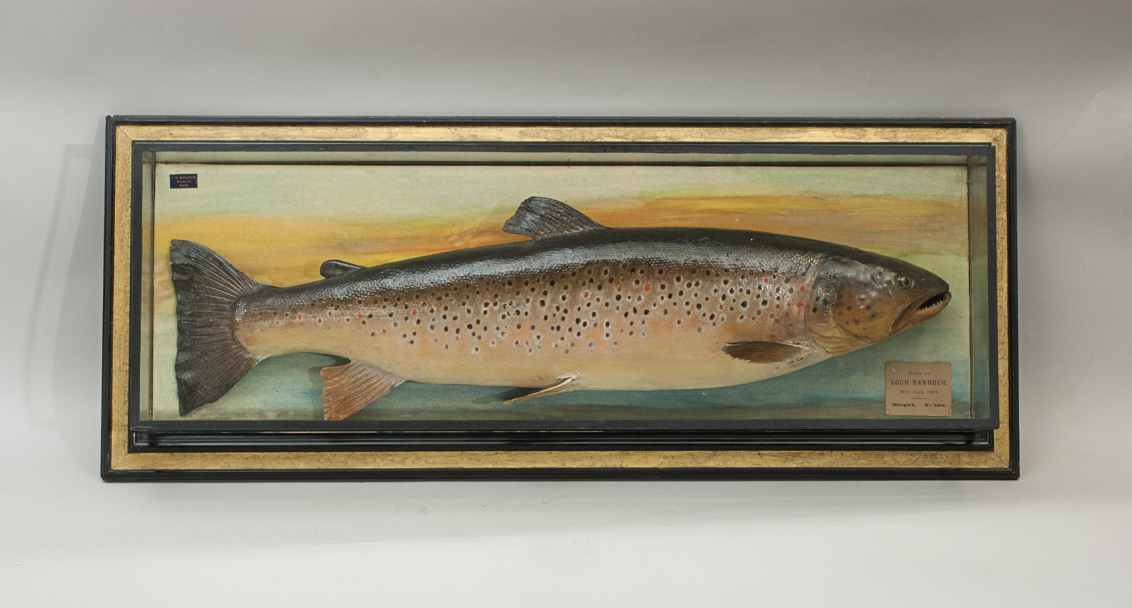 Malloch brown trout trophy fish model.
An excellent brown trout in original display case. The naturalistically painted fish is with the dorsal fin, adipose fin, pectoral fin, pelvic fin, anal fin and tail fin and is beautifully executed and painted