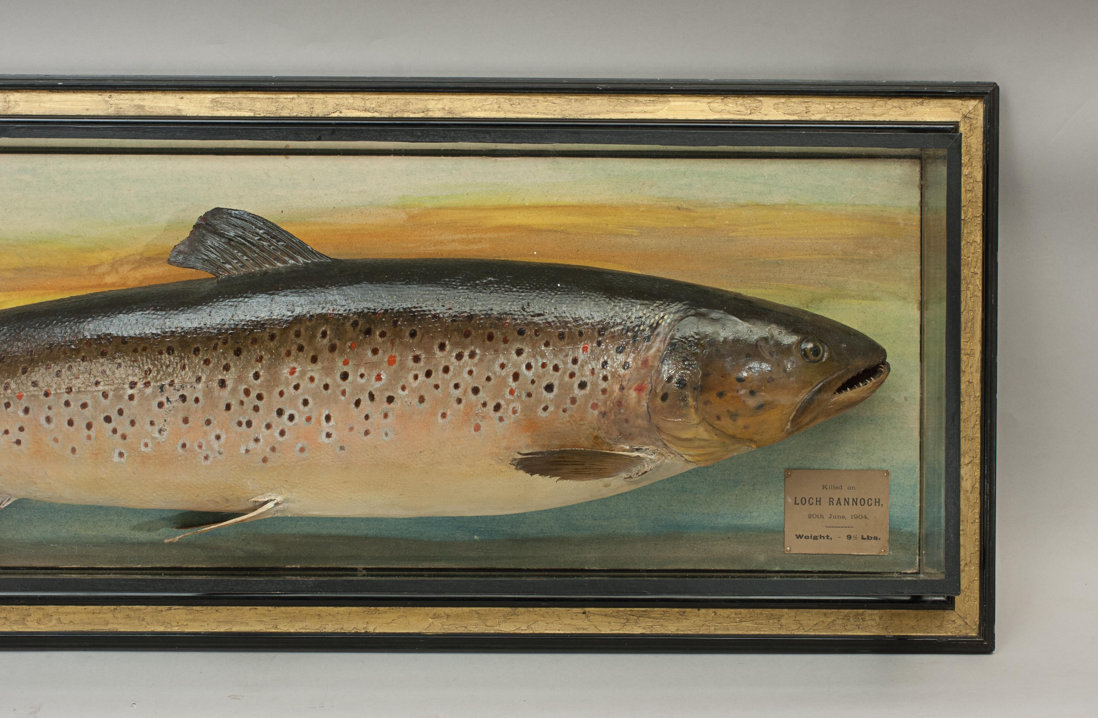 Sporting Art Antique Trophy Fish Model of a Brown Trout by Malloch of Perth