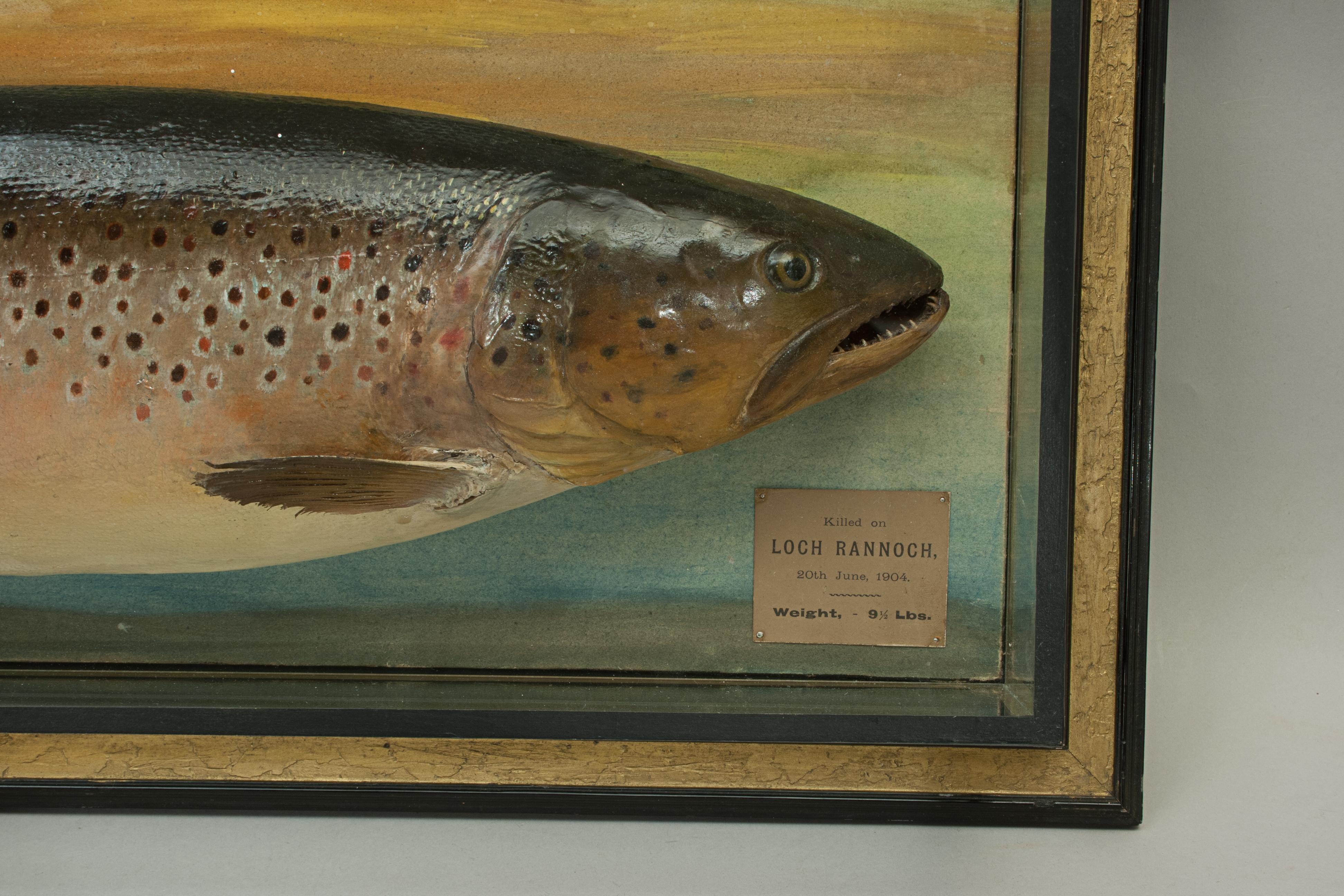 British Antique Trophy Fish Model of a Brown Trout by Malloch of Perth