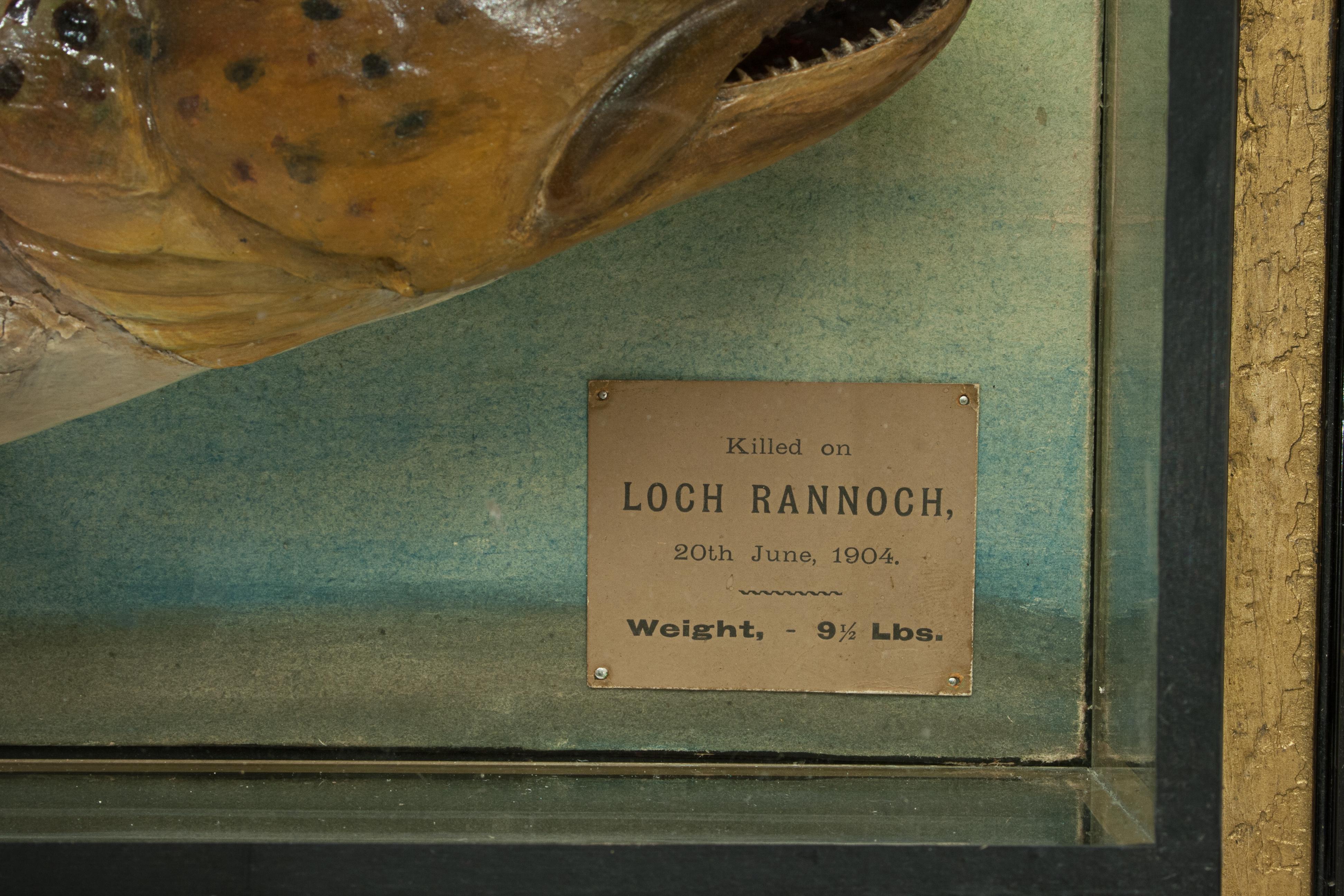 Antique Trophy Fish Model of a Brown Trout by Malloch of Perth In Good Condition In Oxfordshire, GB