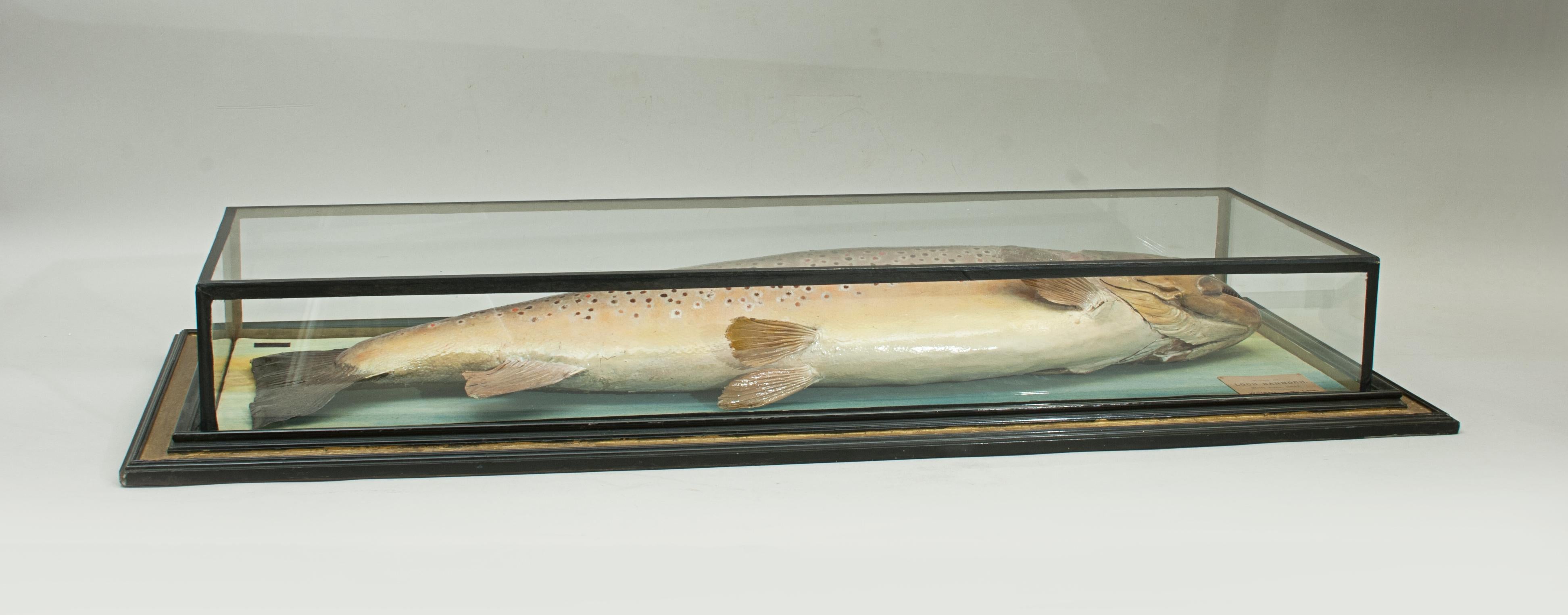 Animal Skin Antique Trophy Fish Model of a Brown Trout by Malloch of Perth