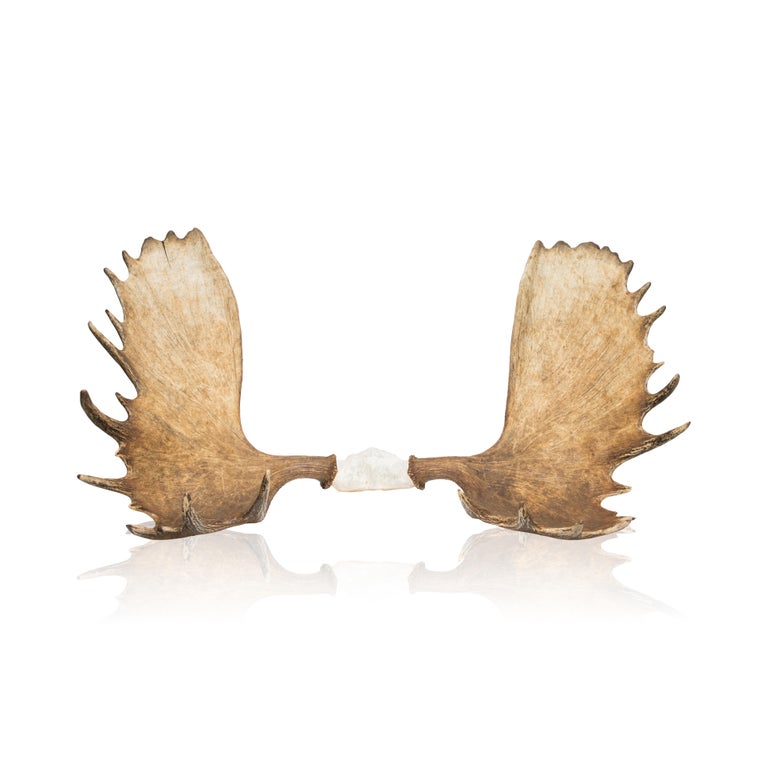 Trophy Moose Rack For Sale at 1stDibs